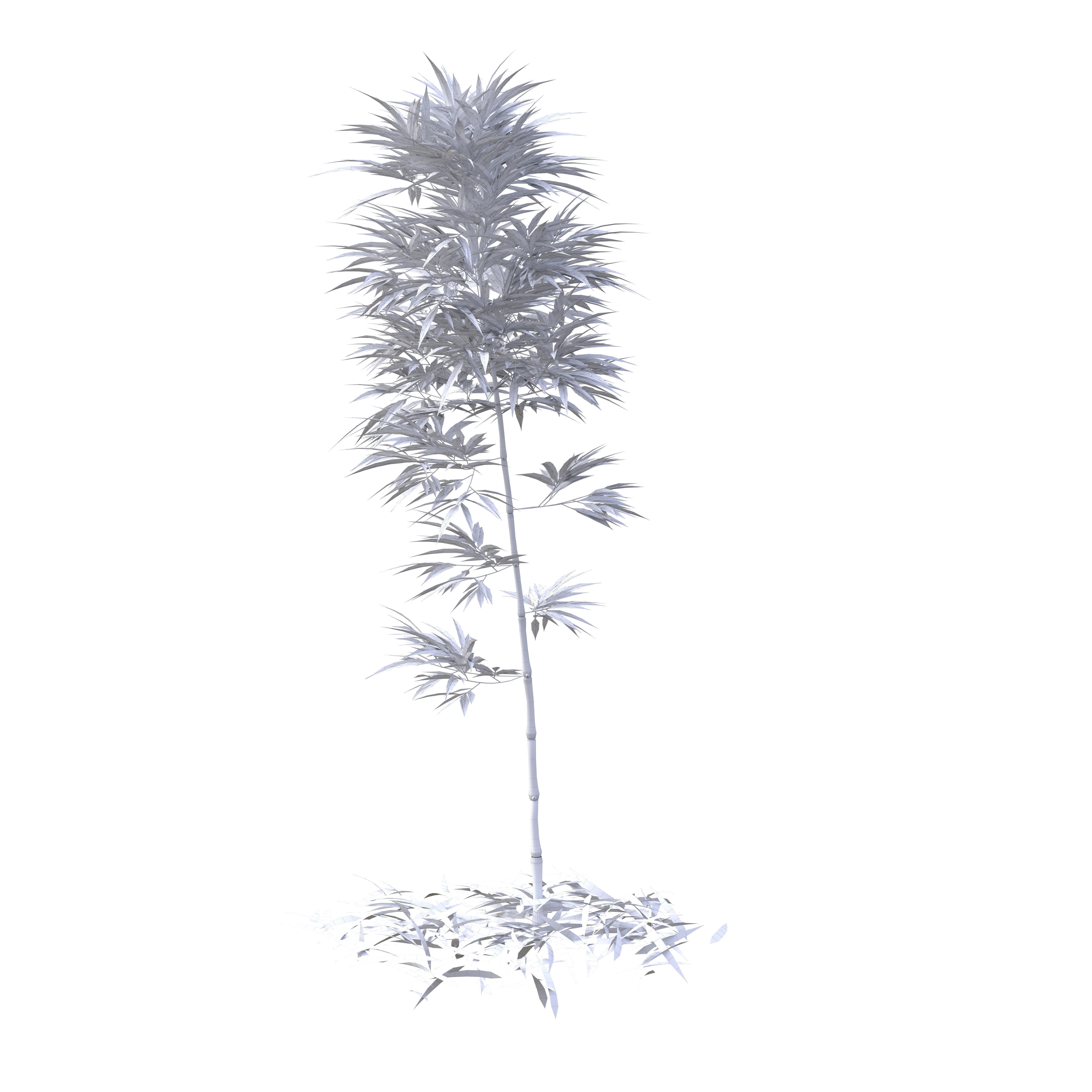 Bamboo Phyllostachys Aurea 2m 3D model_30