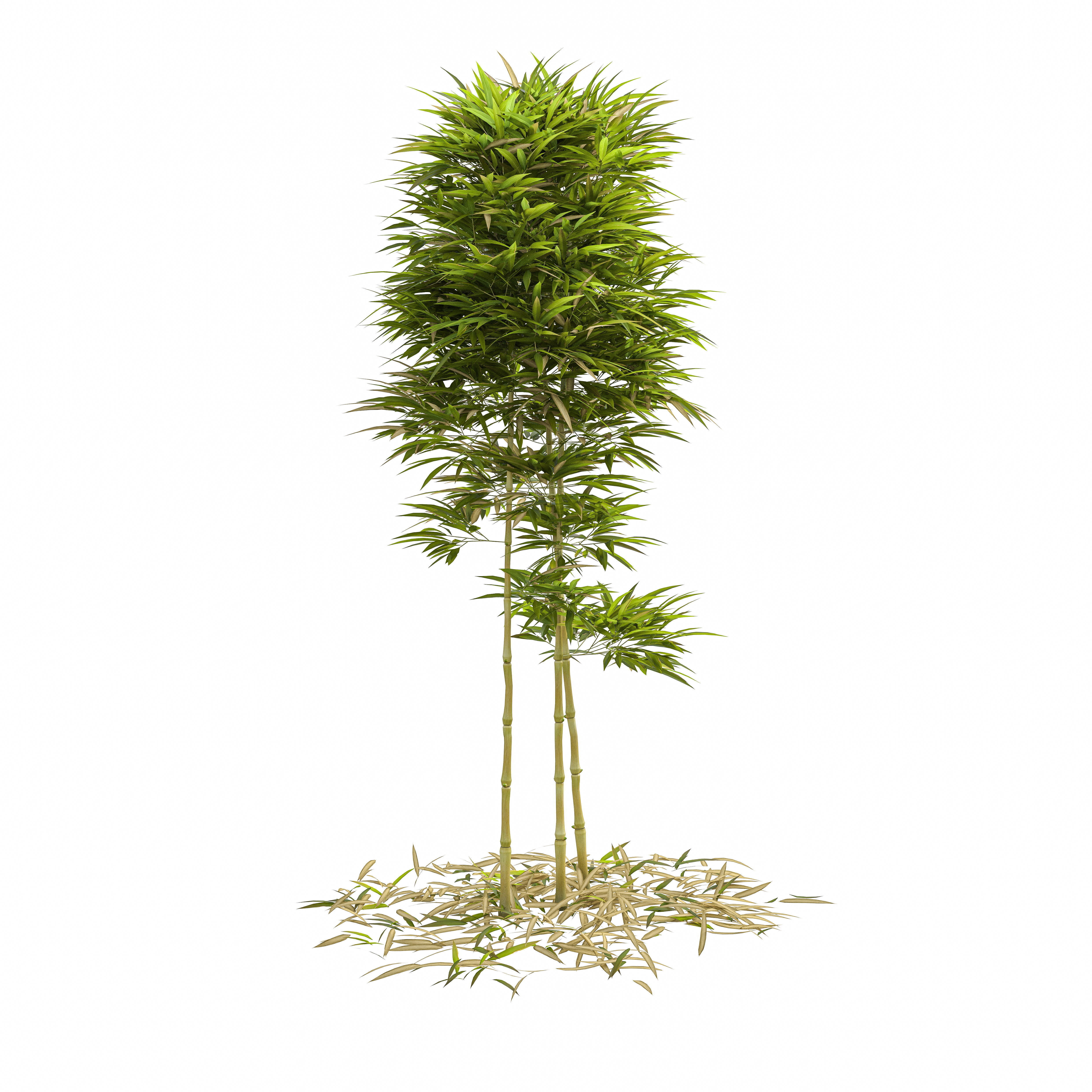 Bamboo Phyllostachys Aurea 2m 3D model_7