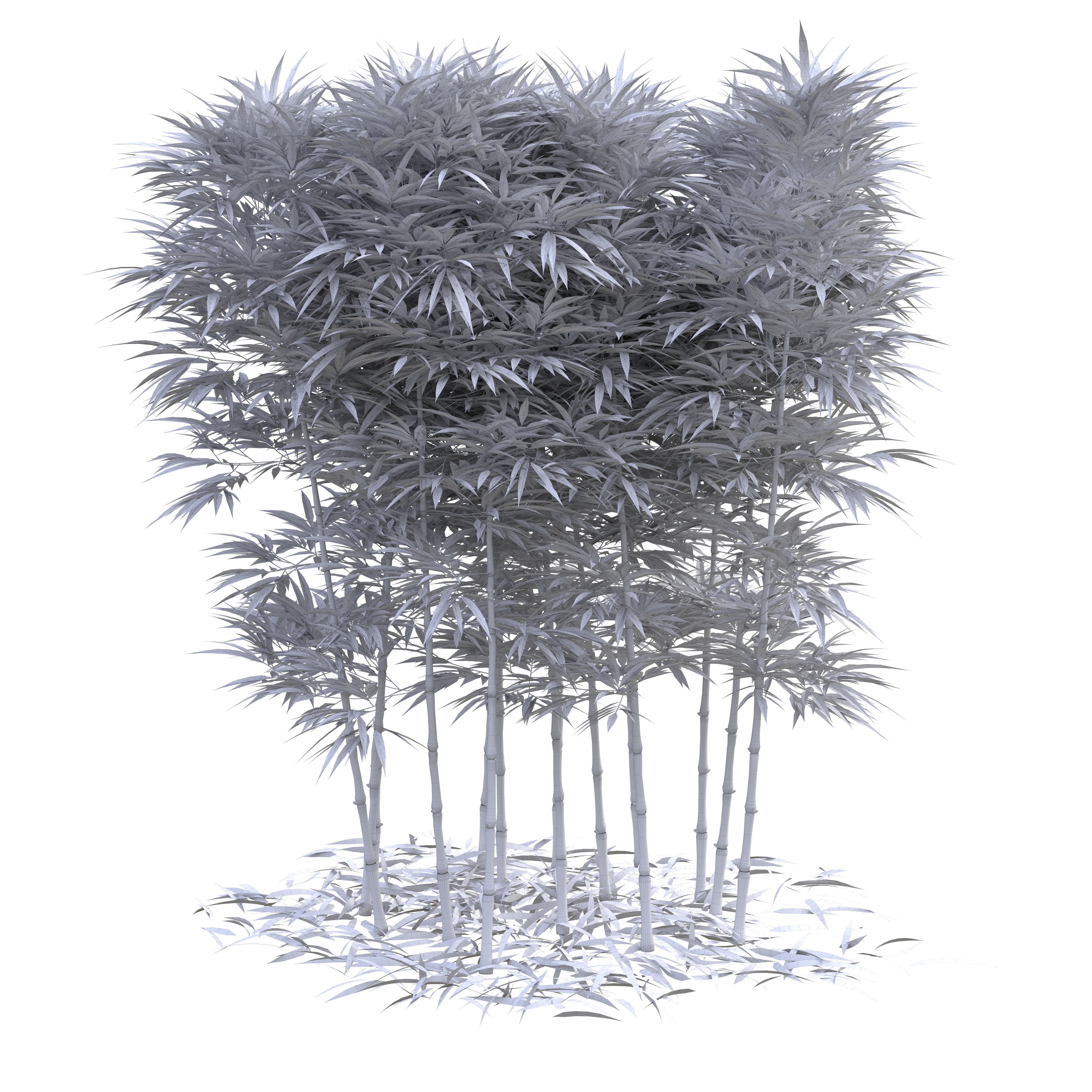 Bamboo Phyllostachys Aurea 2m 3D model_5