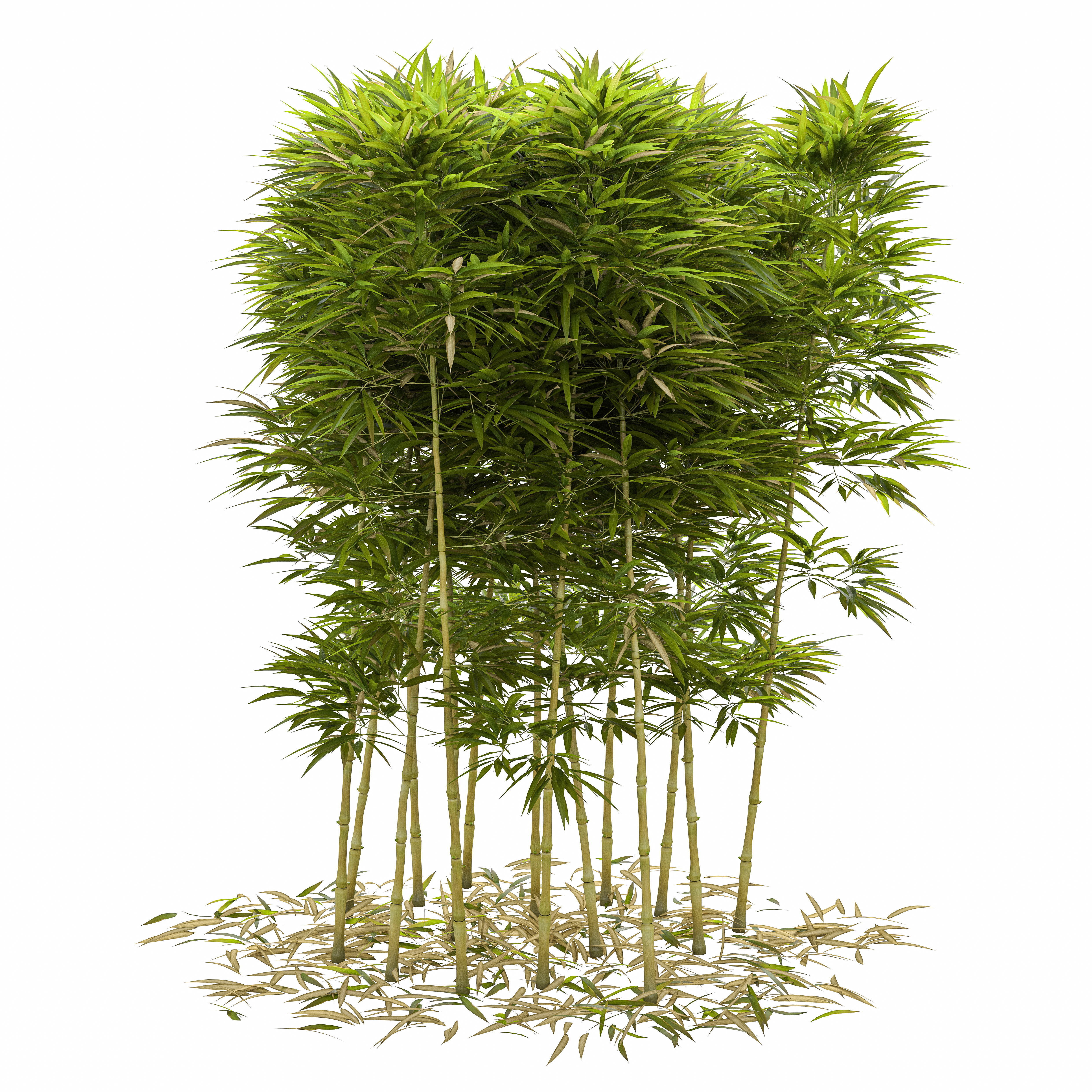 Bamboo Phyllostachys Aurea 2m 3D model_46