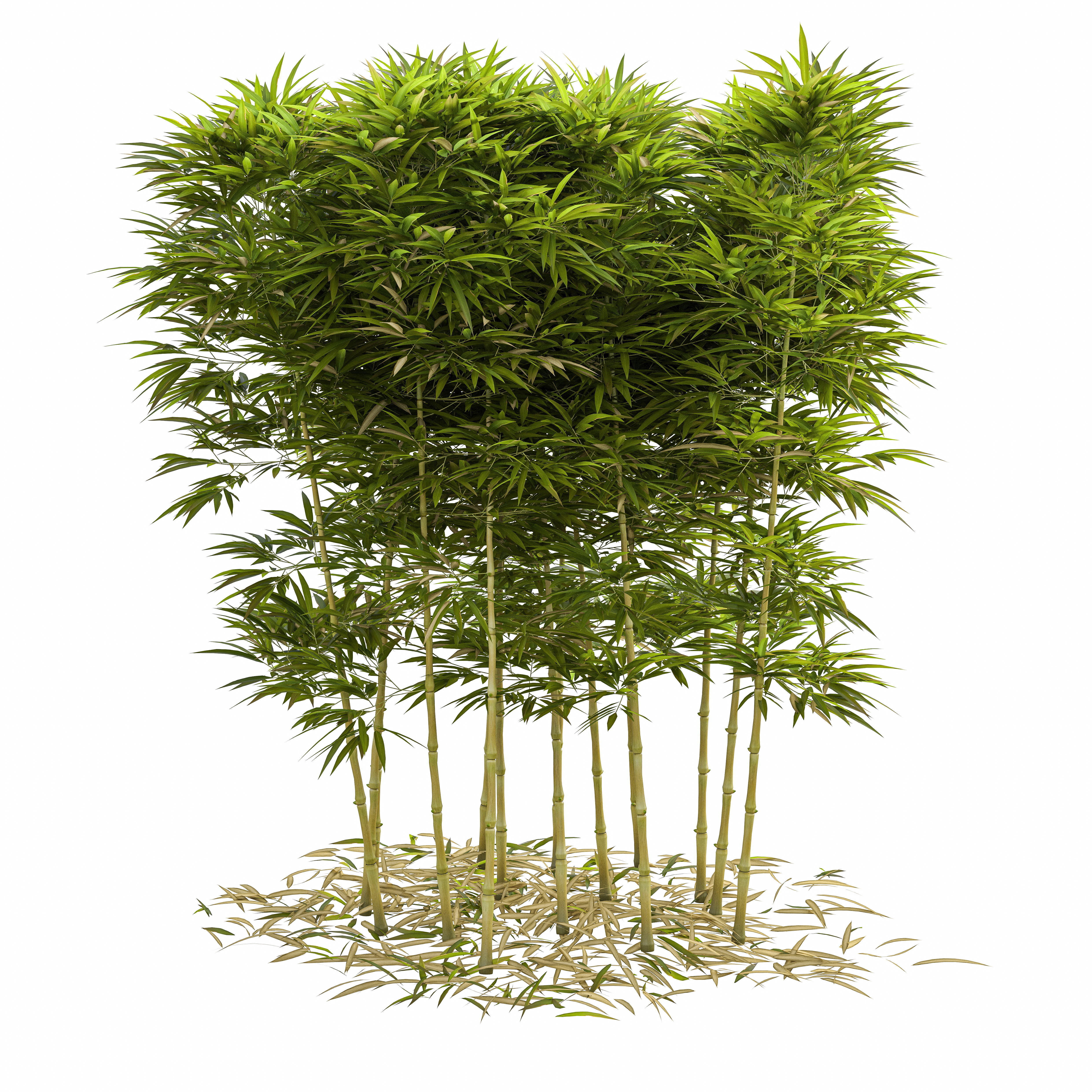 Bamboo Phyllostachys Aurea 2m 3D model_4