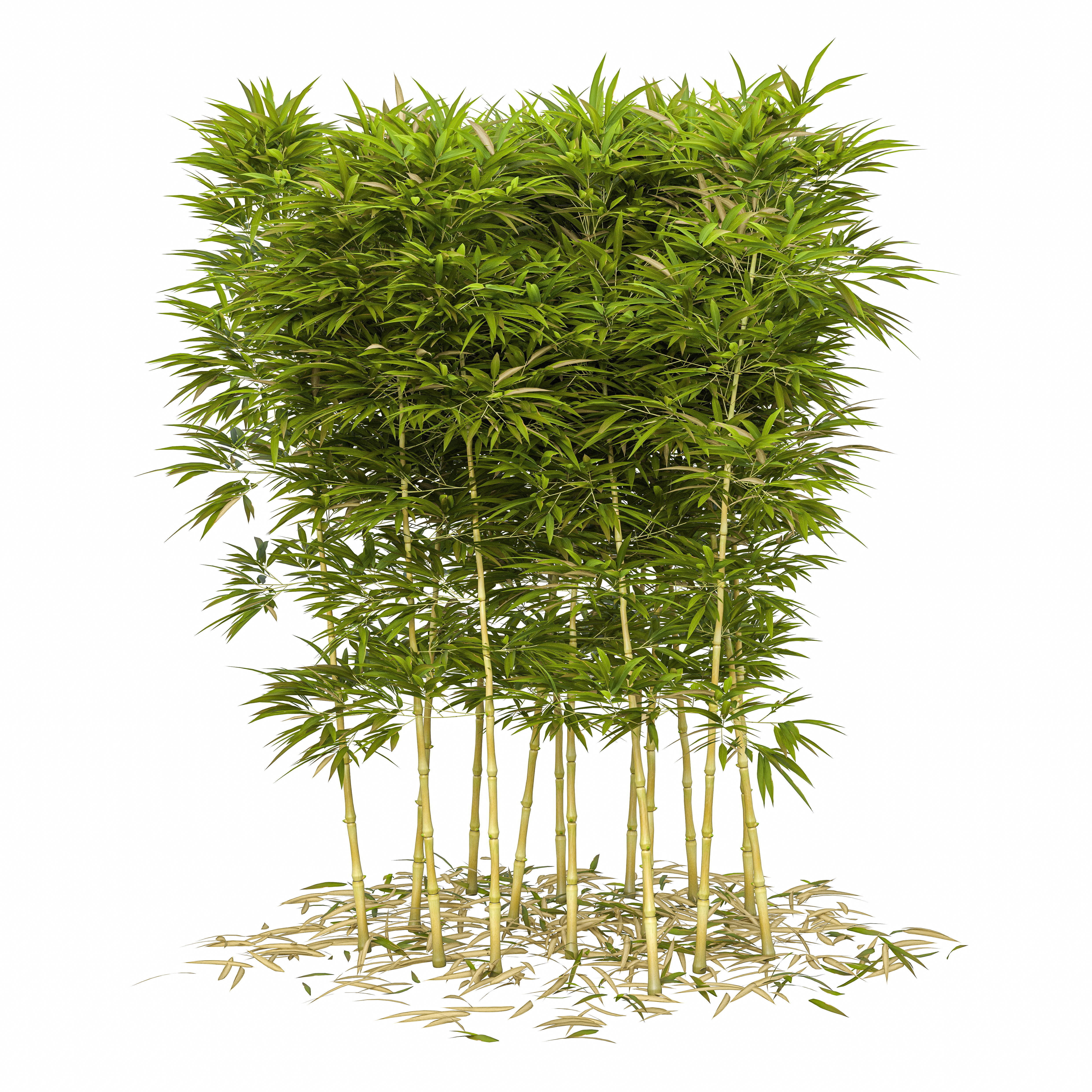 Bamboo Phyllostachys Aurea 2m 3D model_40