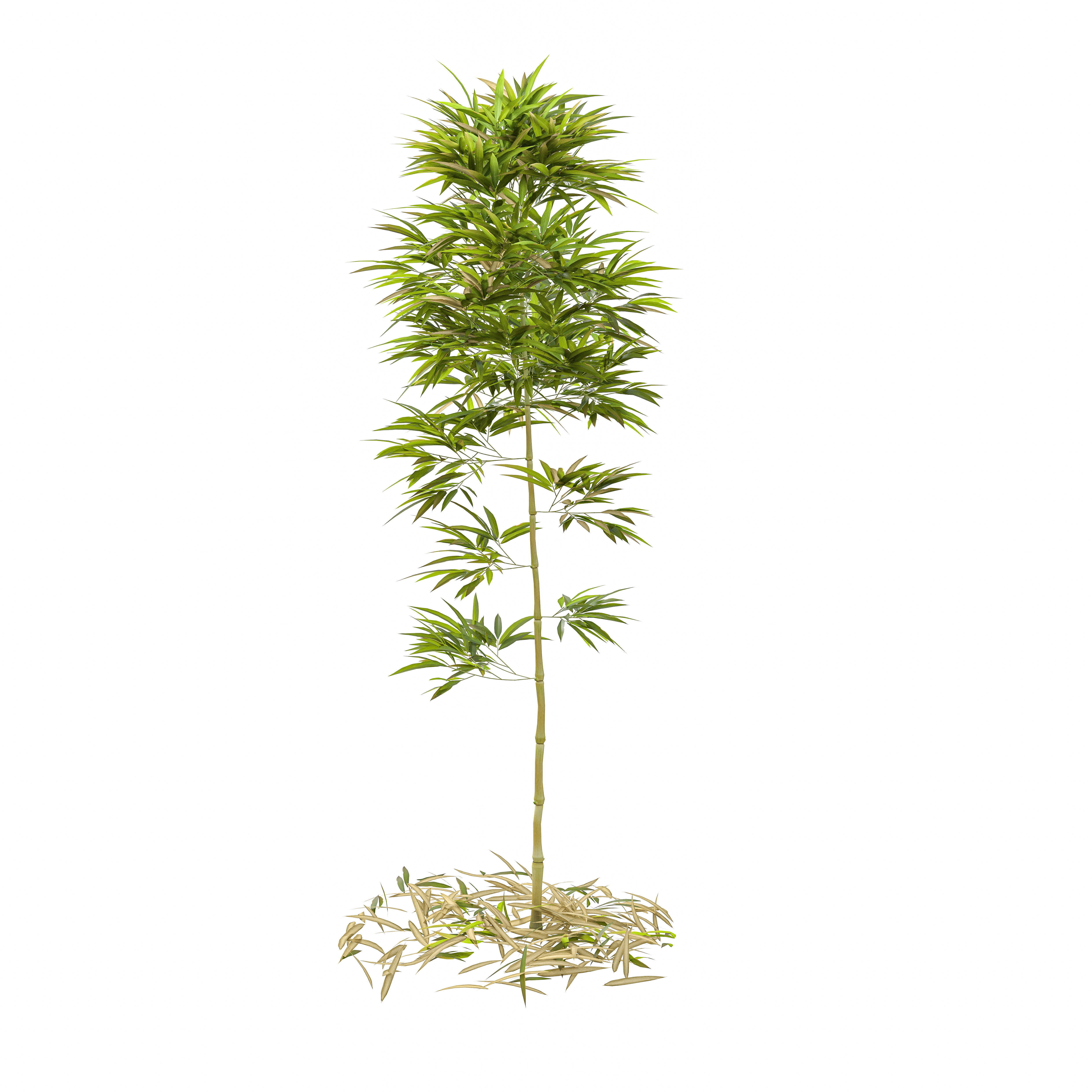 Bamboo Phyllostachys Aurea 2m 3D model_33