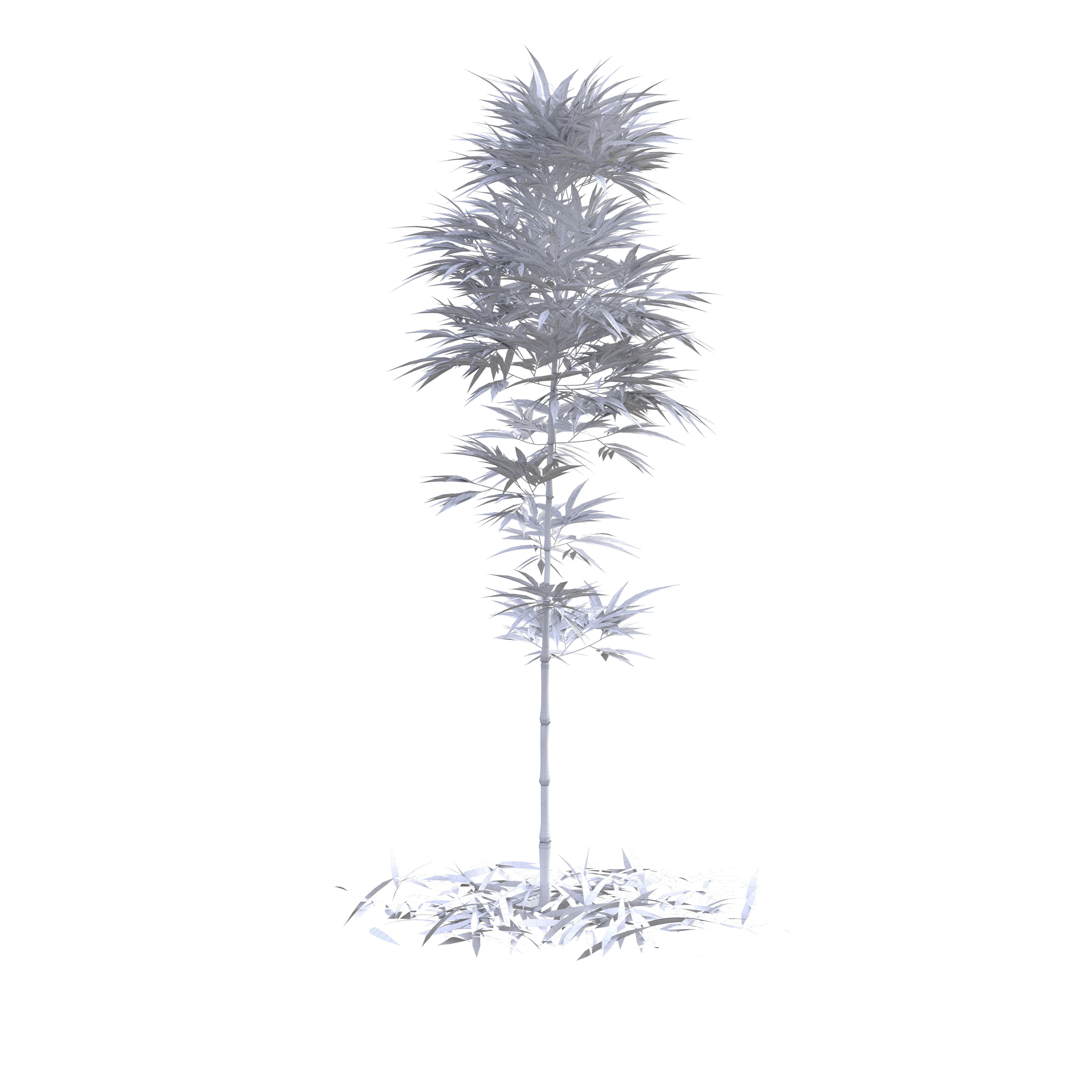 Bamboo Phyllostachys Aurea 2m 3D model_6