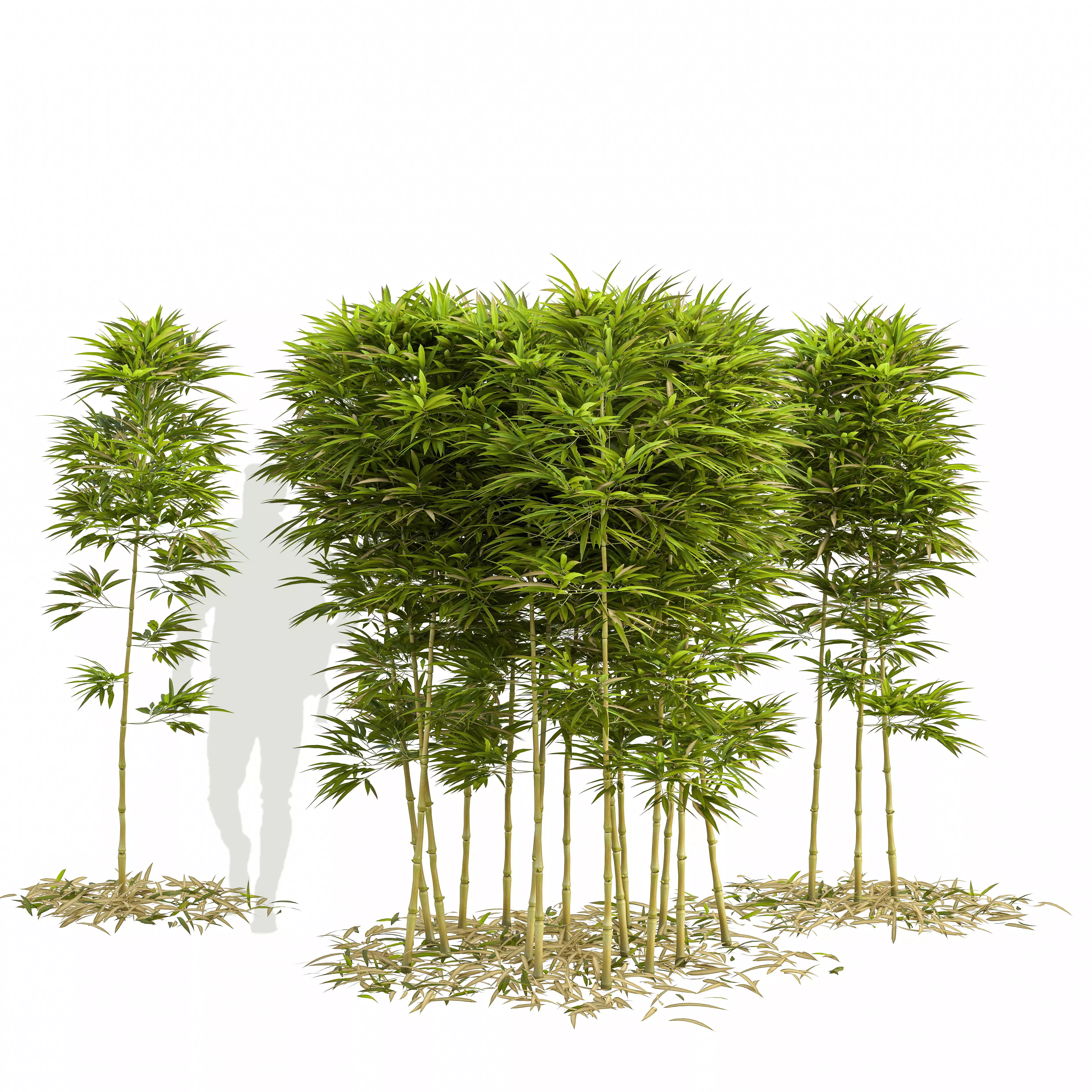 Bamboo Phyllostachys Aurea 2m 3D model_0