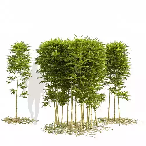 Bamboo Phyllostachys Aurea 2m 3D model