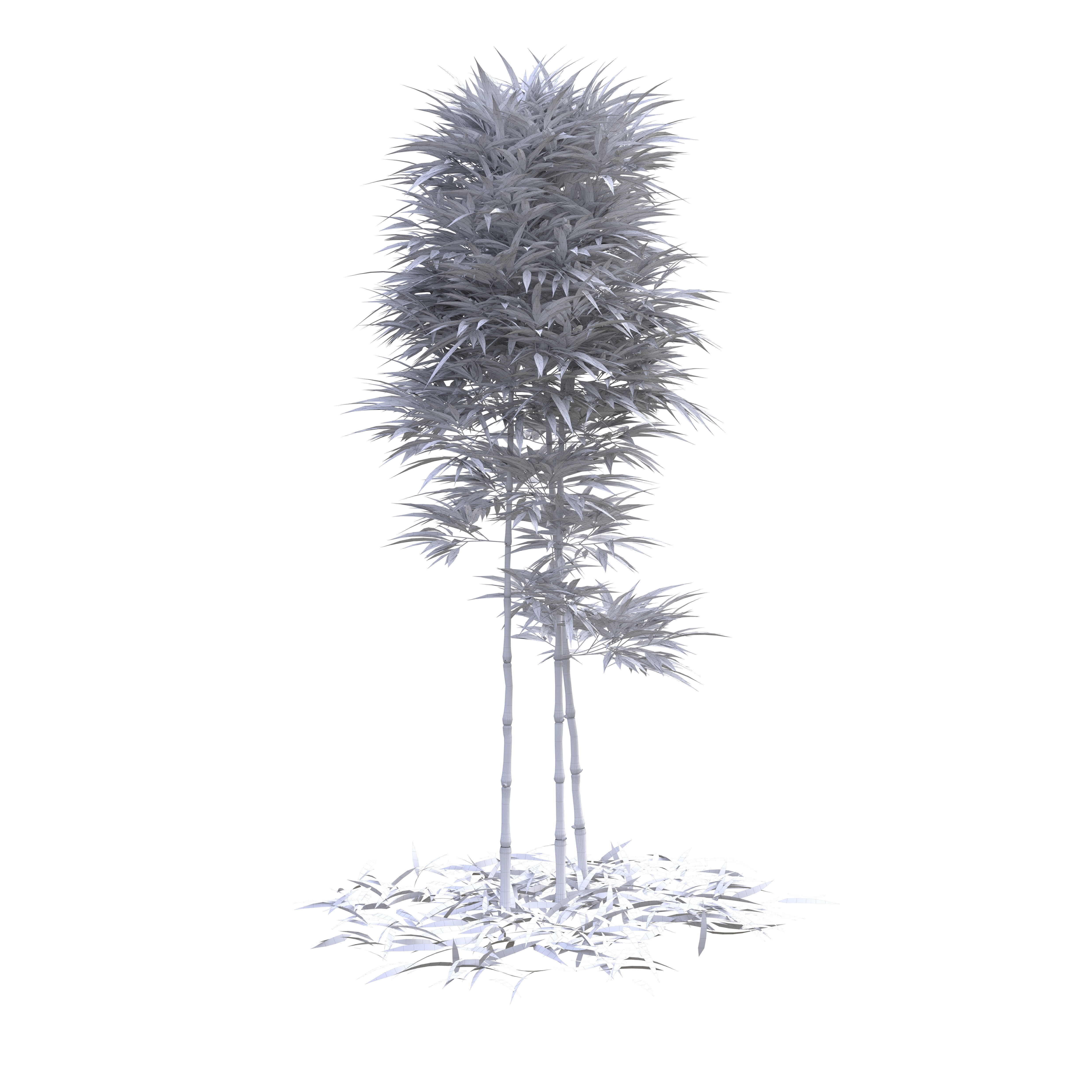 Bamboo Phyllostachys Aurea 2m 3D model_8