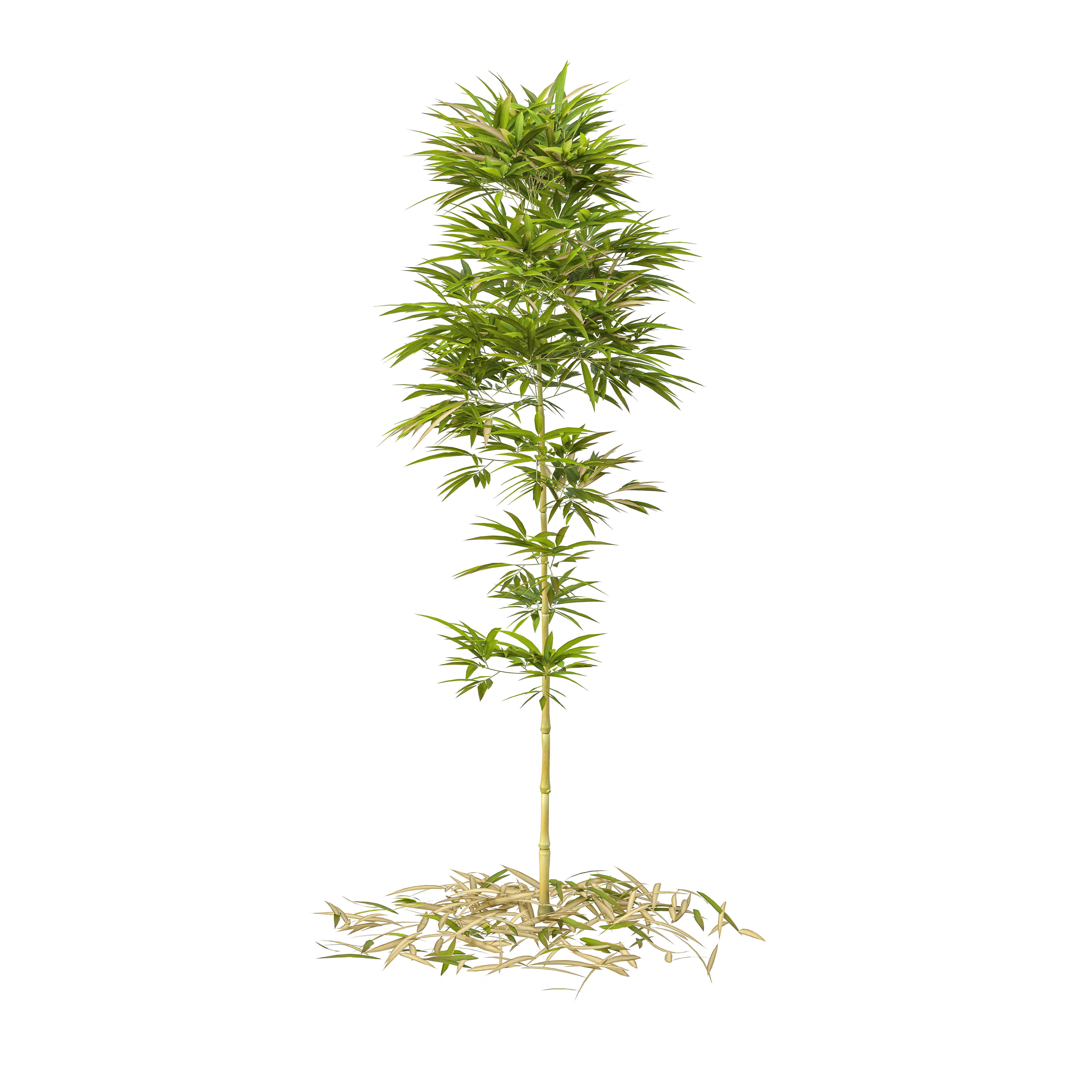 Bamboo Phyllostachys Aurea 2m 3D model_21