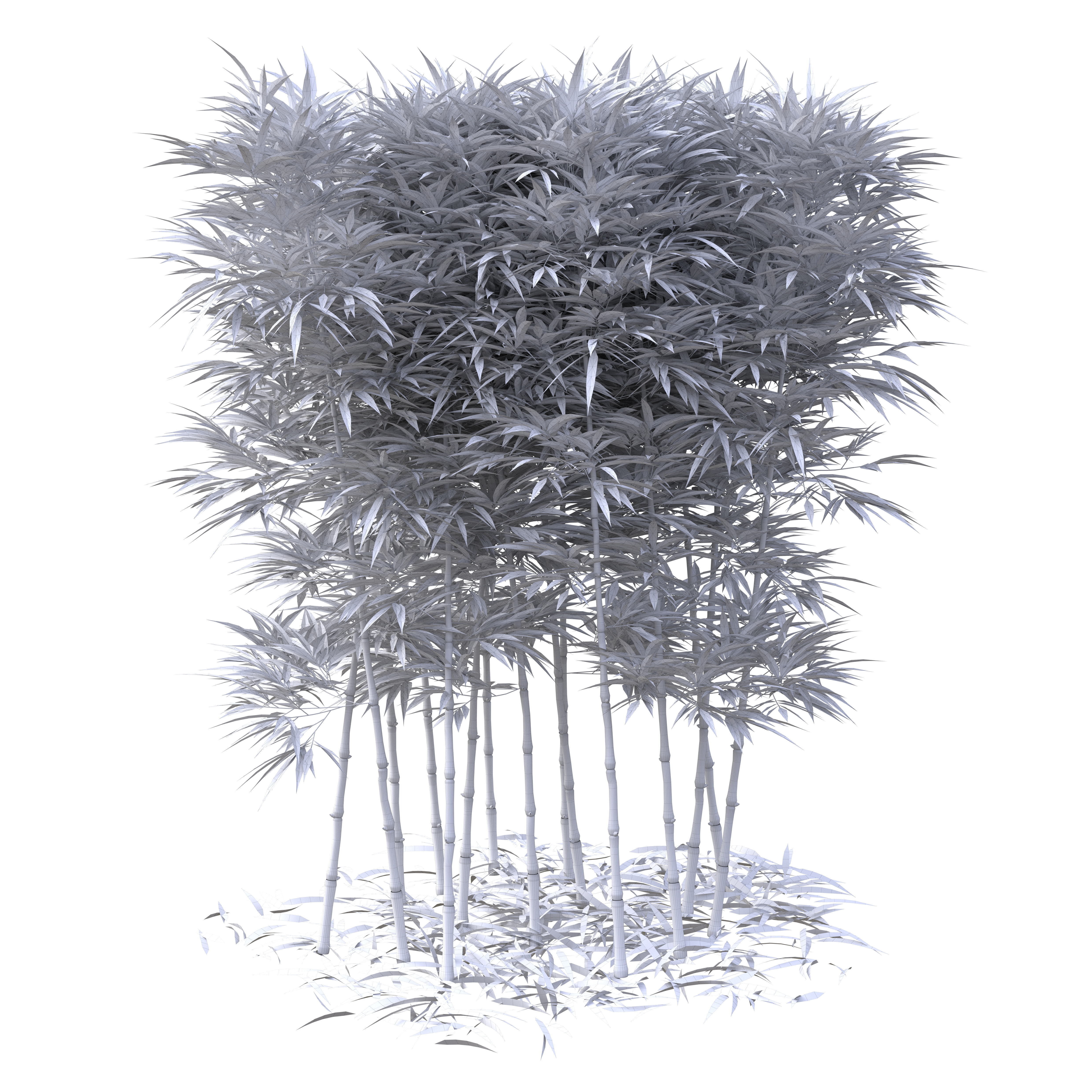Bamboo Phyllostachys Aurea 2m 3D model_29