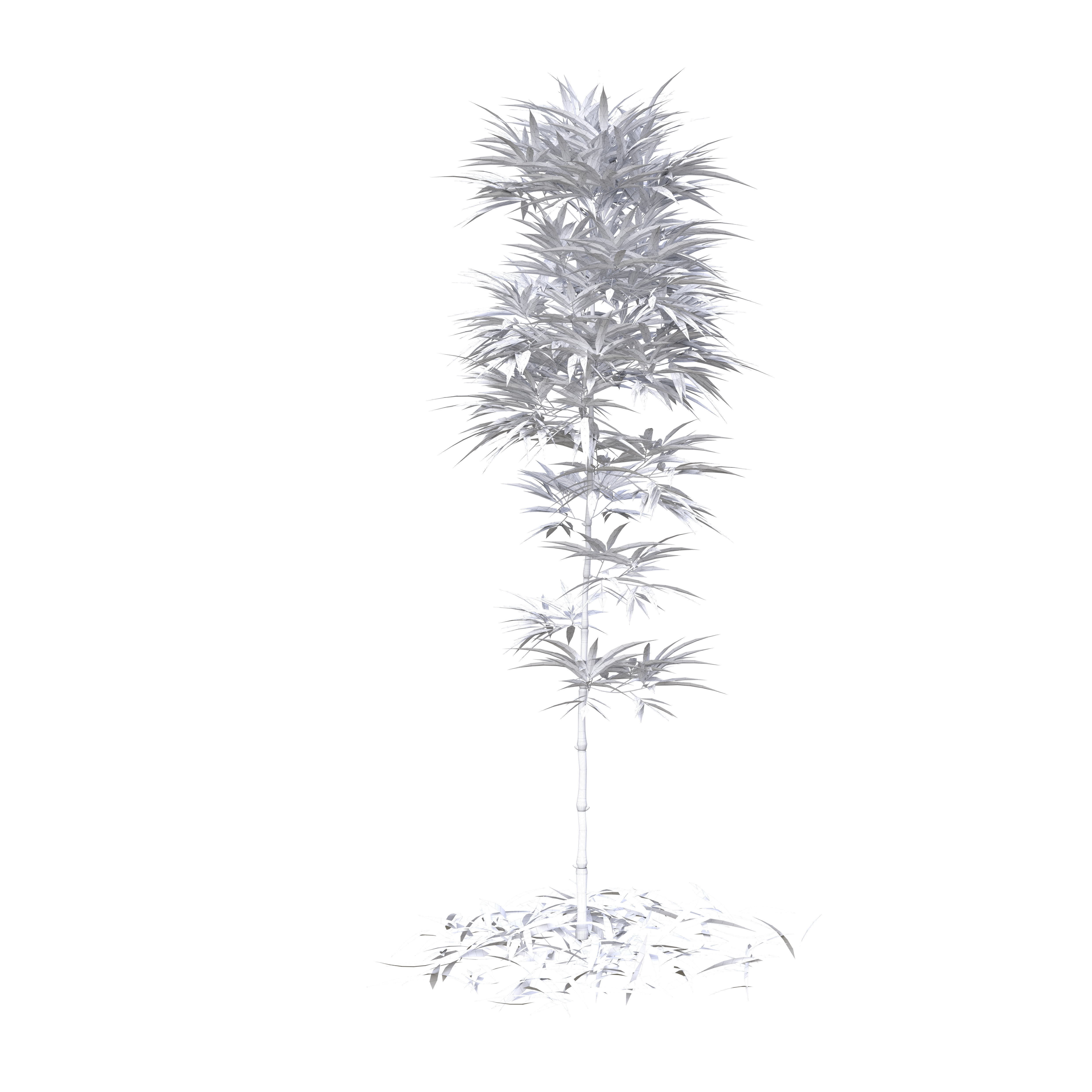 Bamboo Phyllostachys Aurea 2m 3D model_42