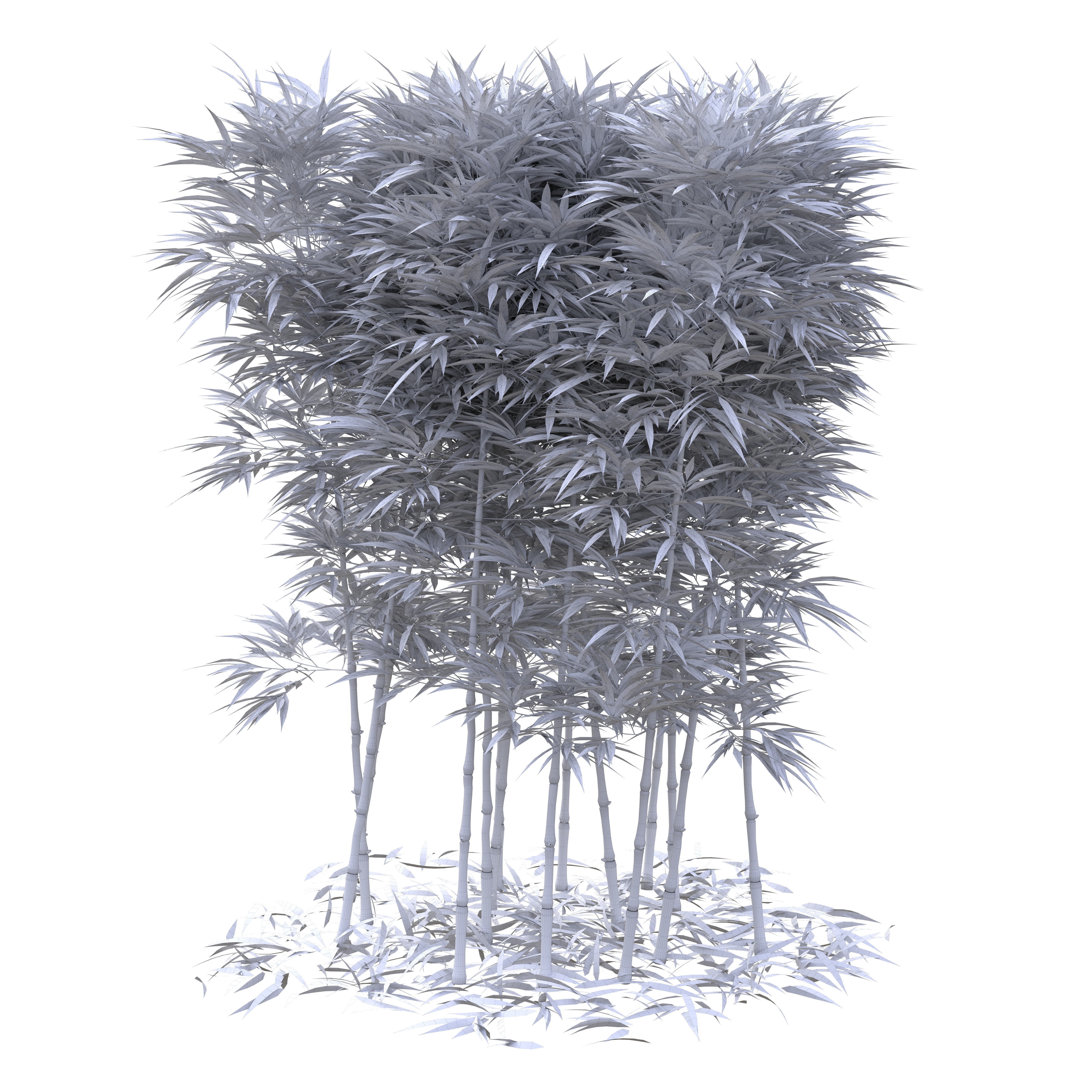 Bamboo Phyllostachys Aurea 2m 3D model_35