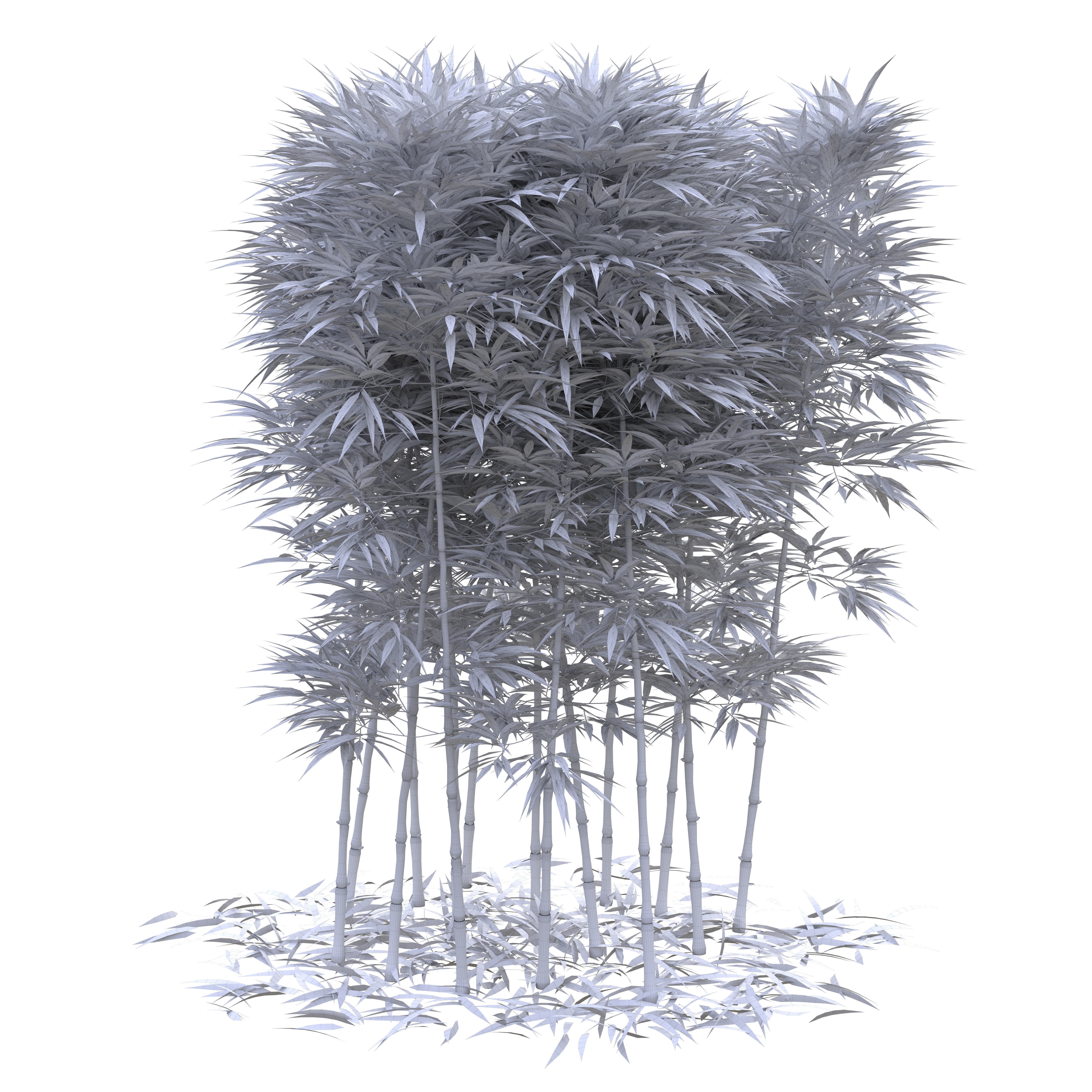 Bamboo Phyllostachys Aurea 2m 3D model_47