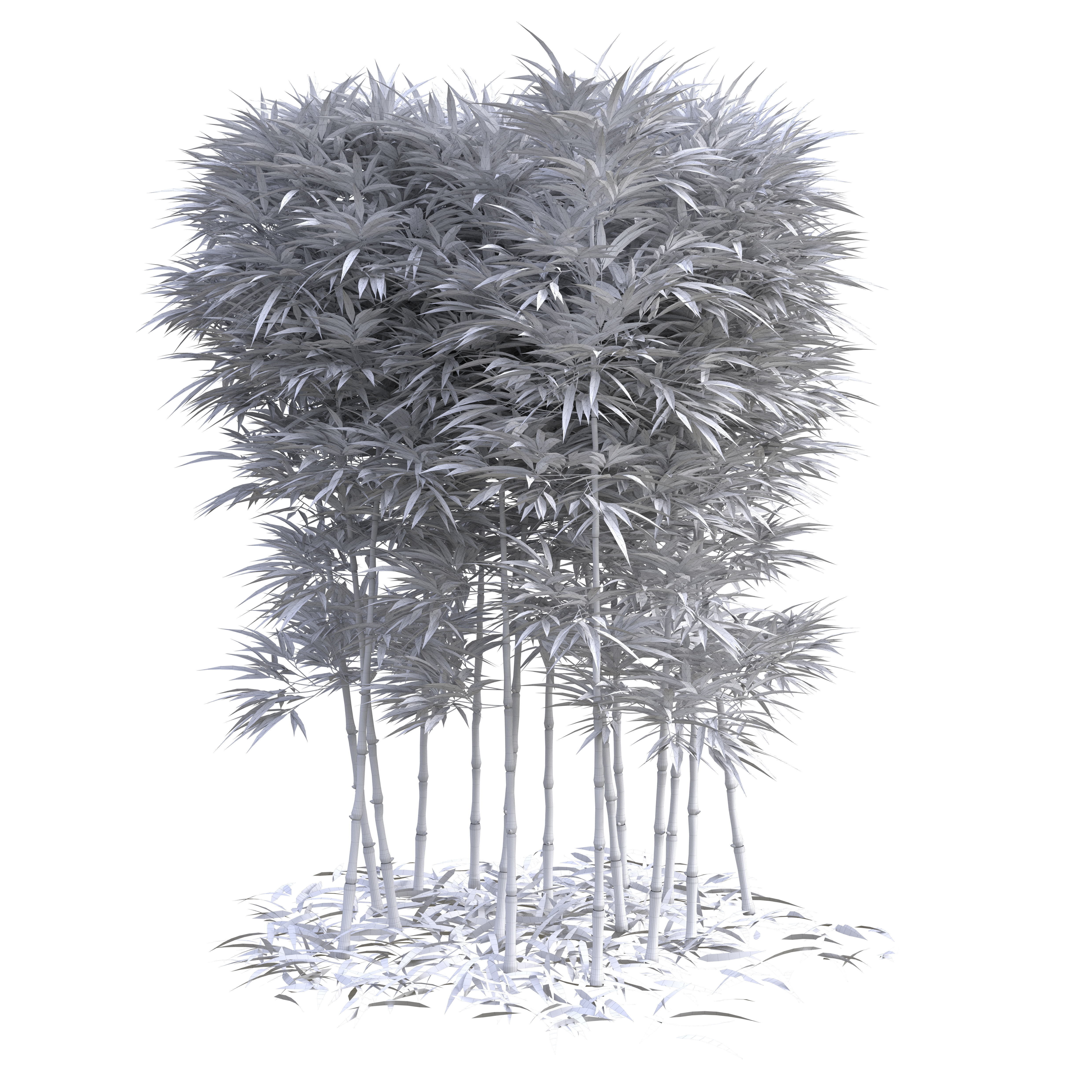 Bamboo Phyllostachys Aurea 2m 3D model_11