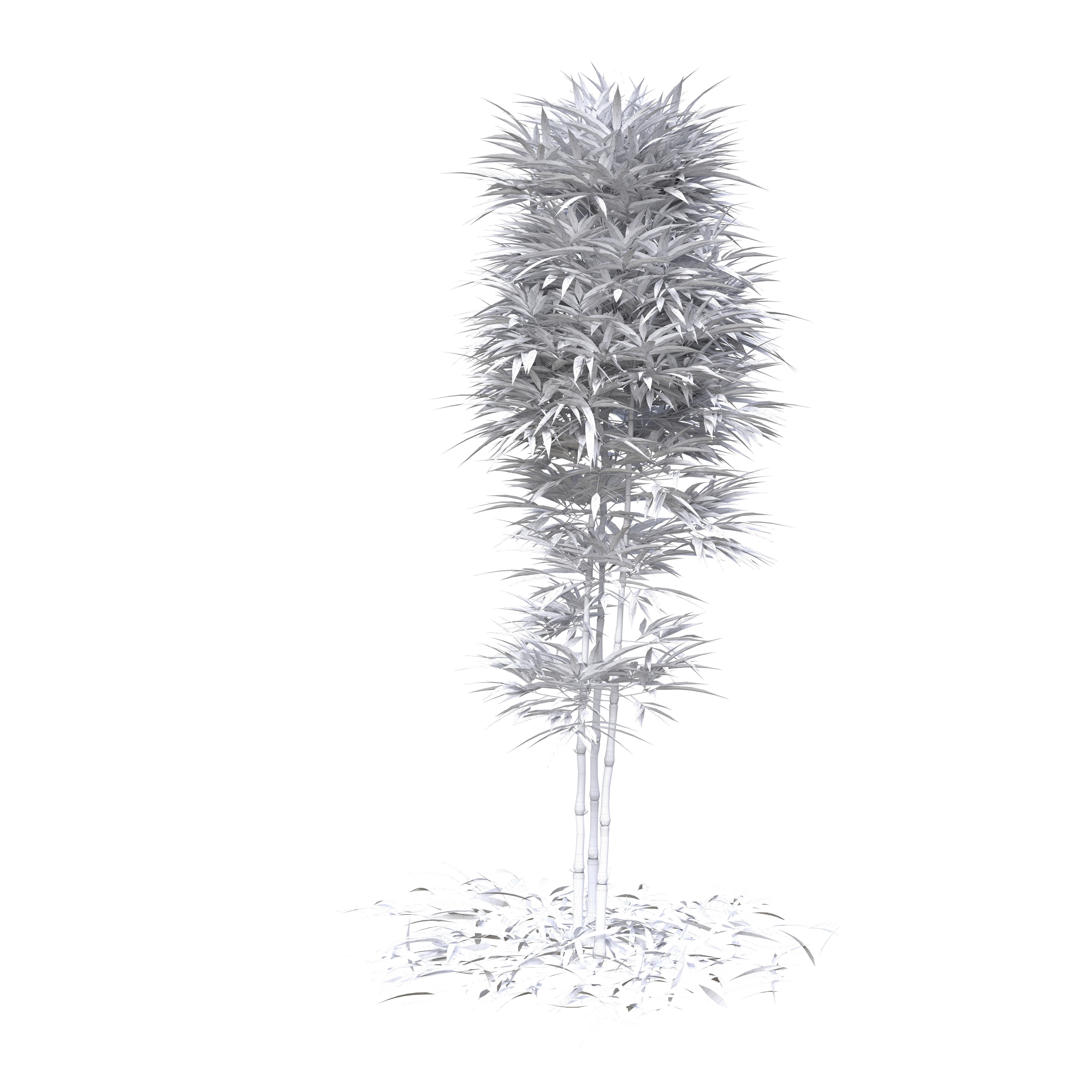 Bamboo Phyllostachys Aurea 2m 3D model_44