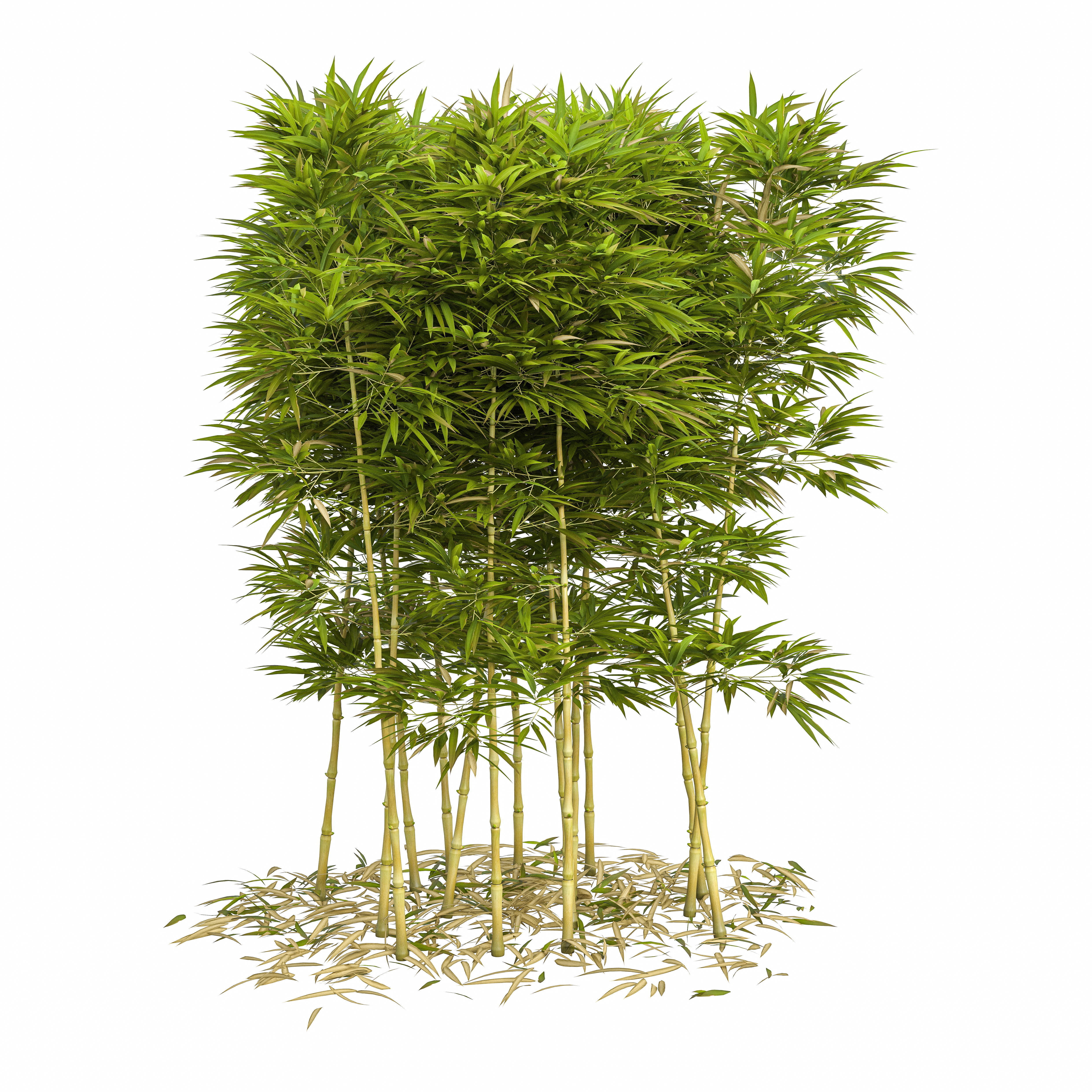 Bamboo Phyllostachys Aurea 2m 3D model_16