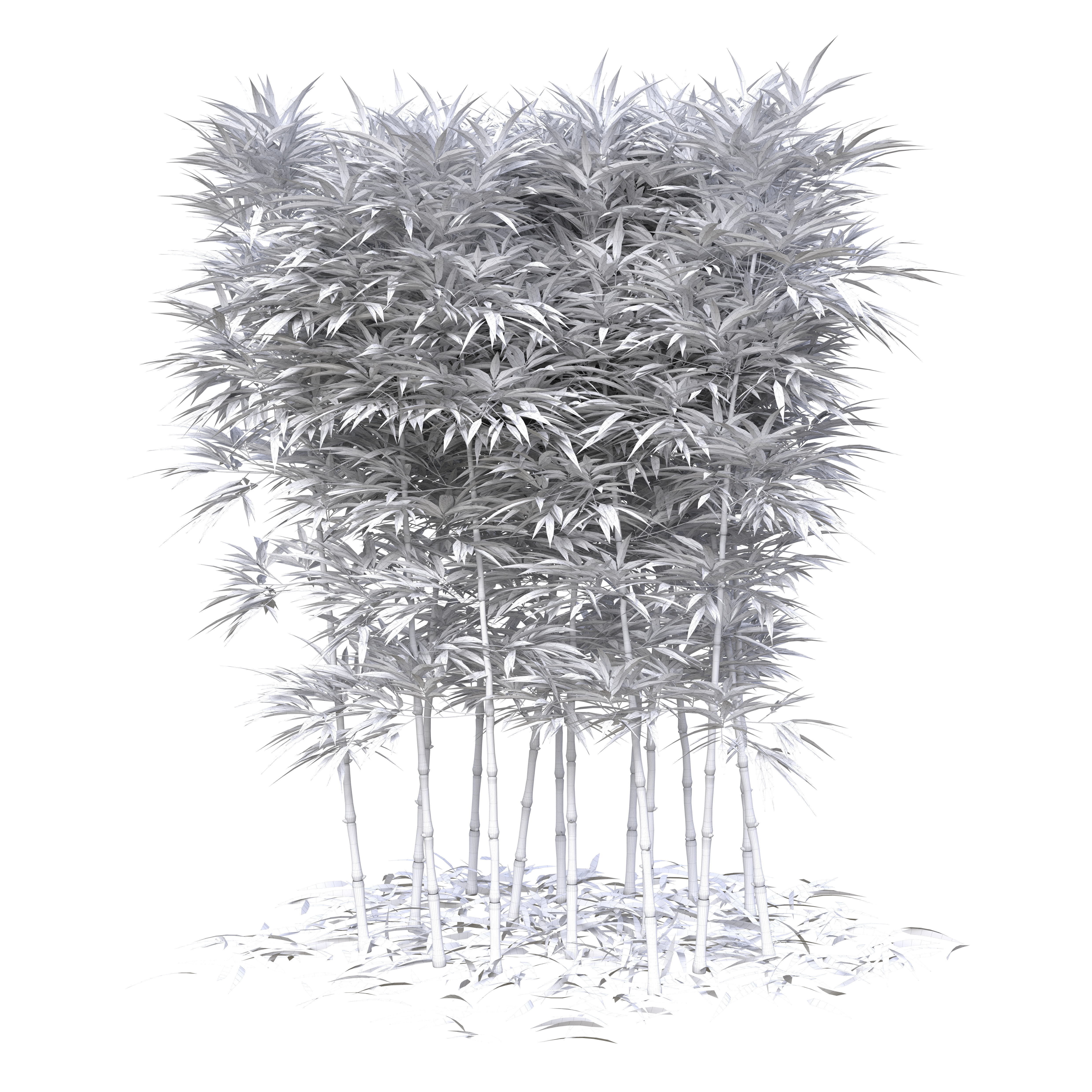 Bamboo Phyllostachys Aurea 2m 3D model_41