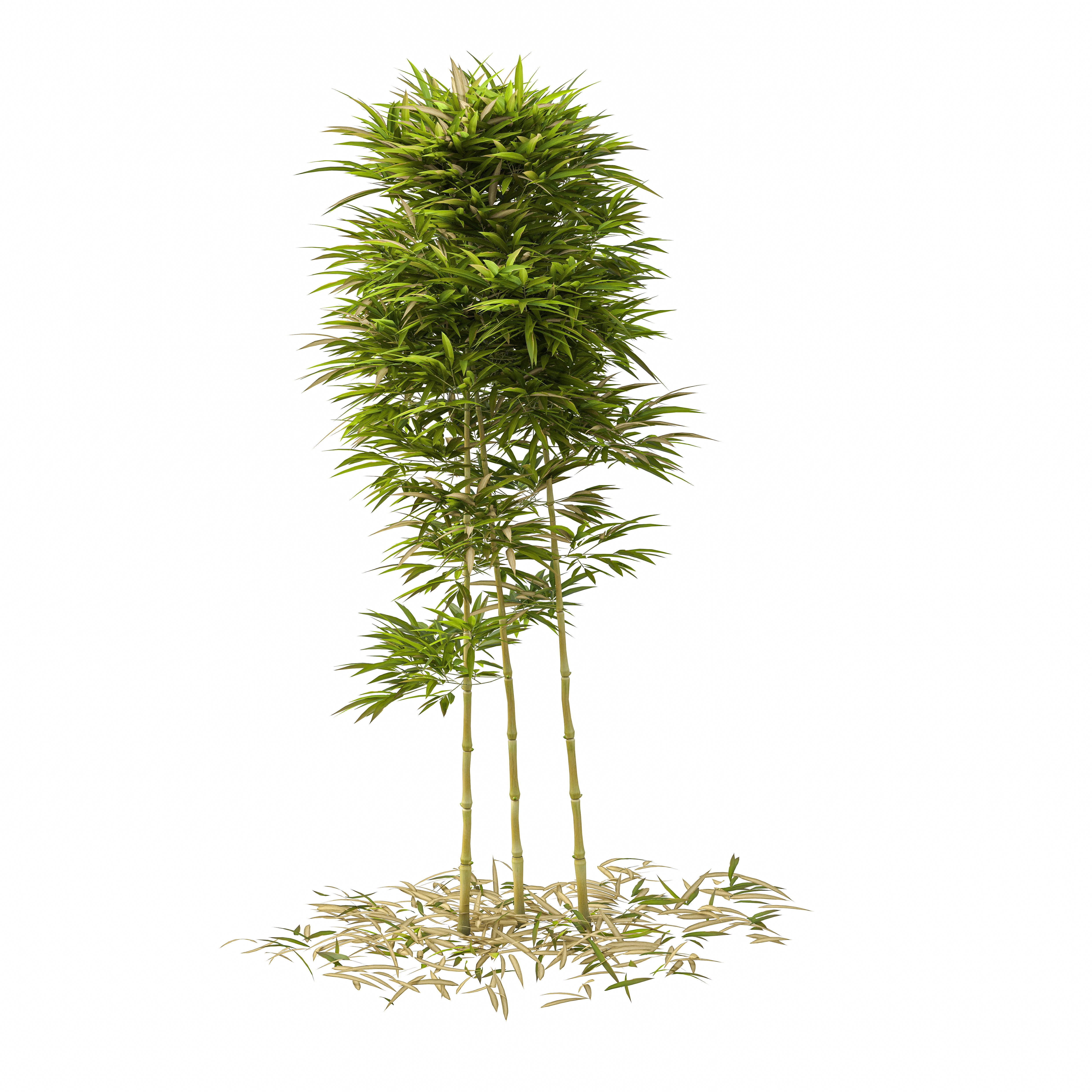 Bamboo Phyllostachys Aurea 2m 3D model_31