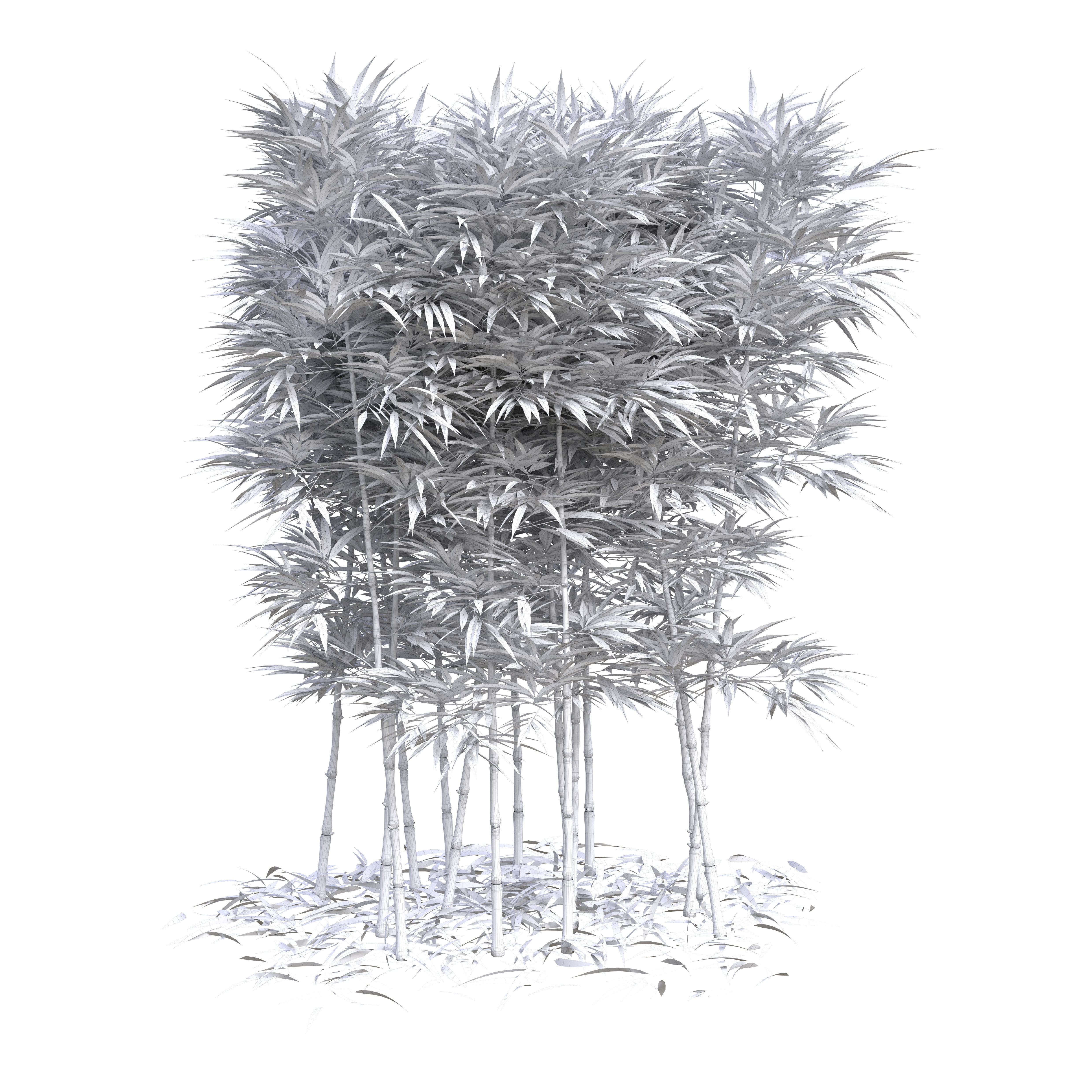 Bamboo Phyllostachys Aurea 2m 3D model_17