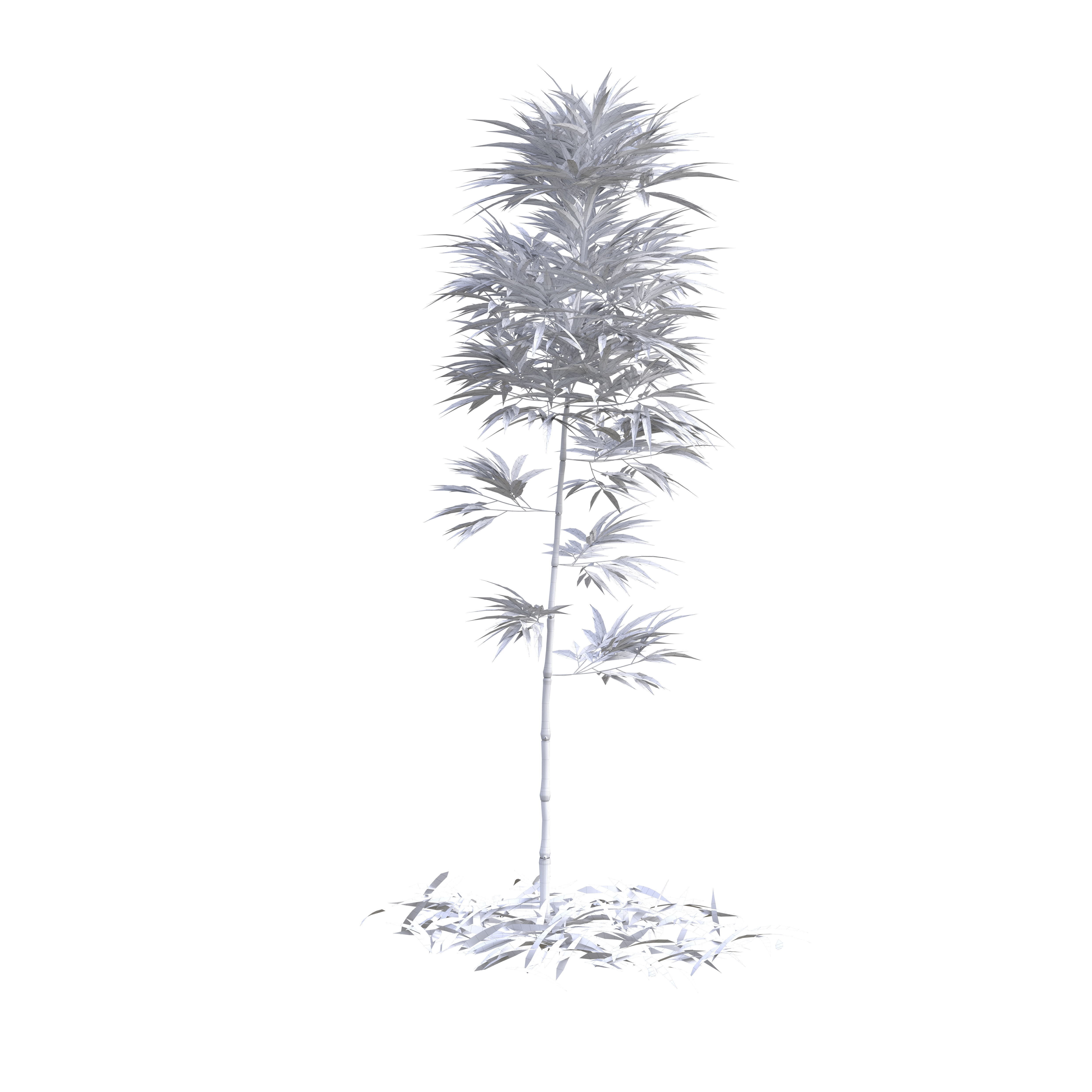 Bamboo Phyllostachys Aurea 2m 3D model_12