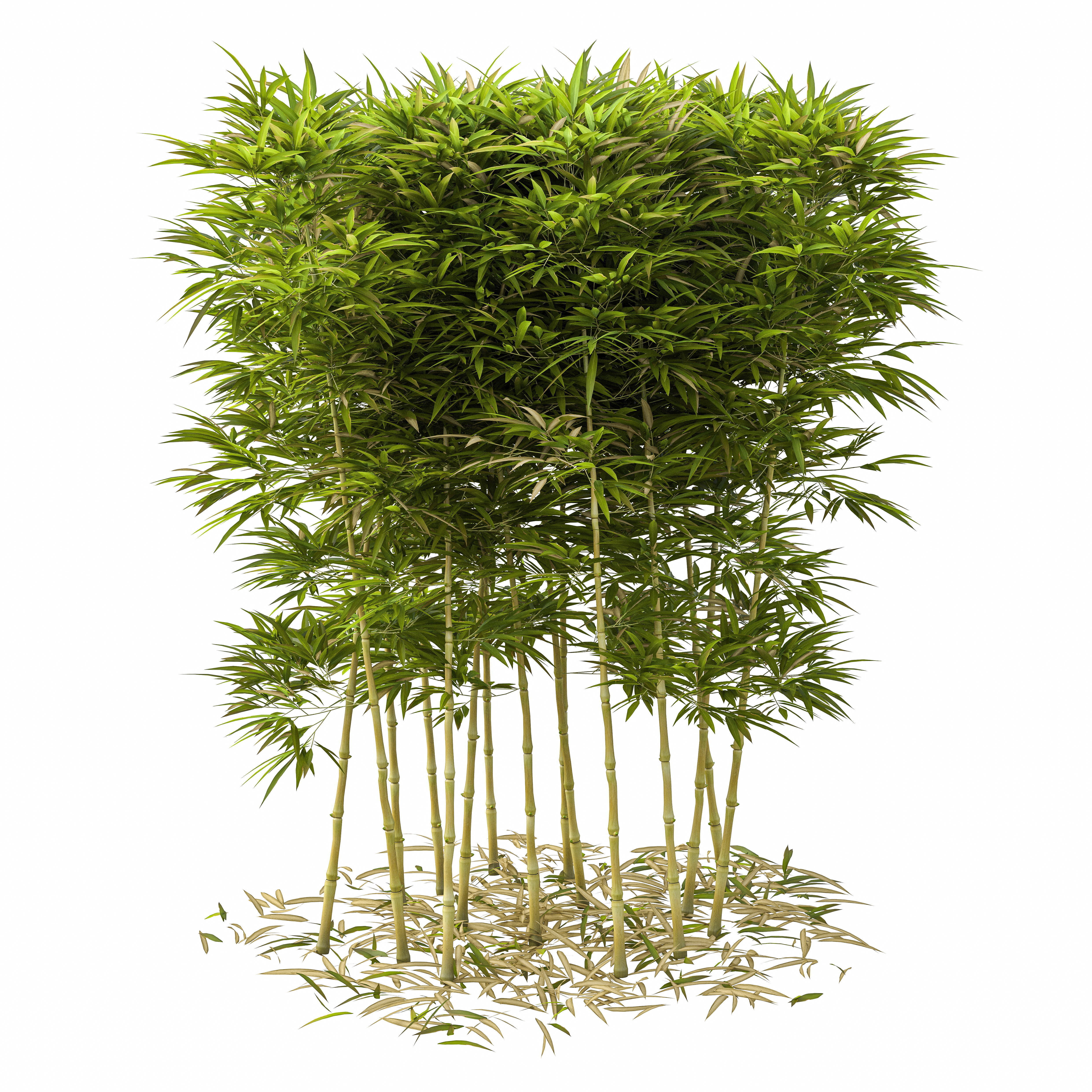 Bamboo Phyllostachys Aurea 2m 3D model_28
