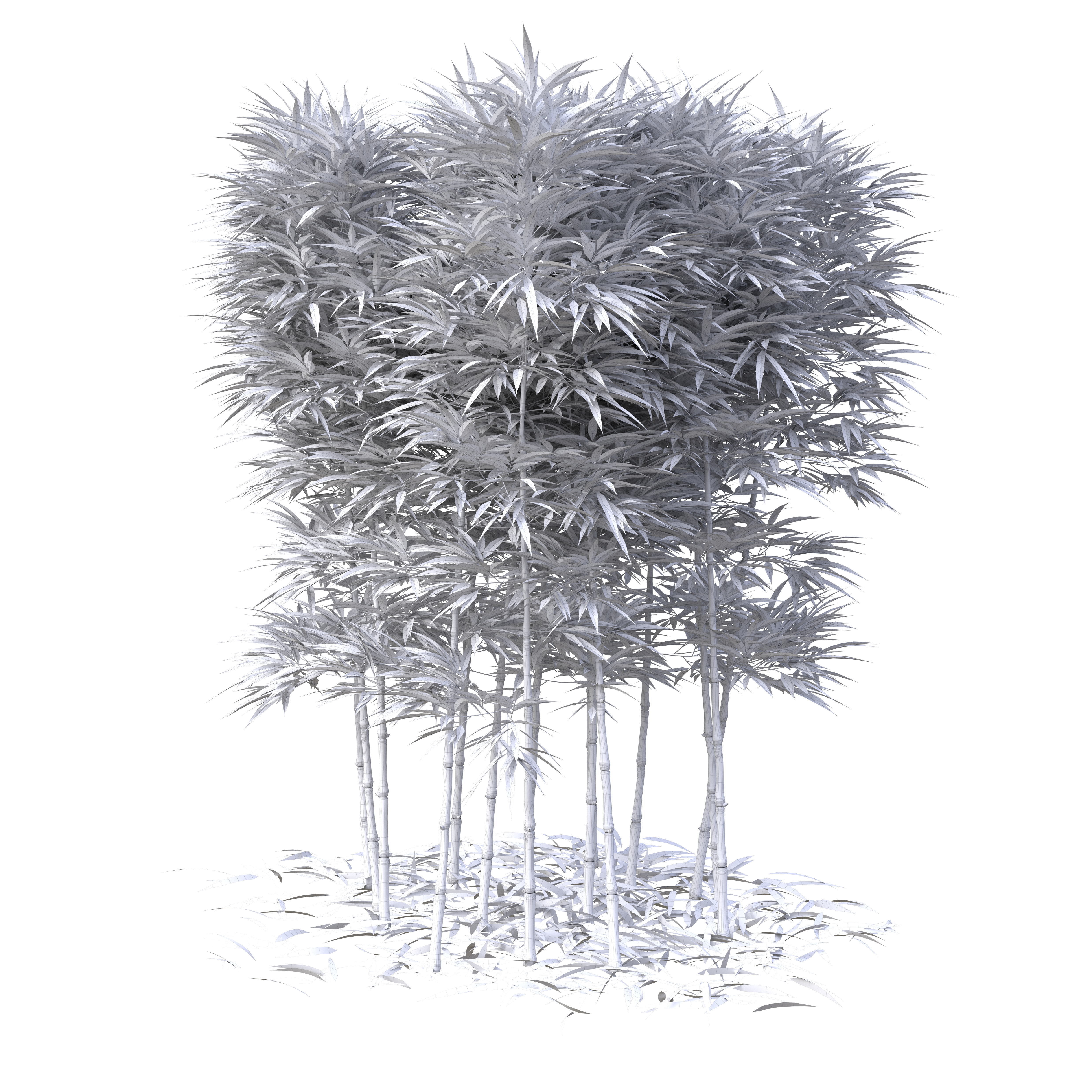 Bamboo Phyllostachys Aurea 2m 3D model_23