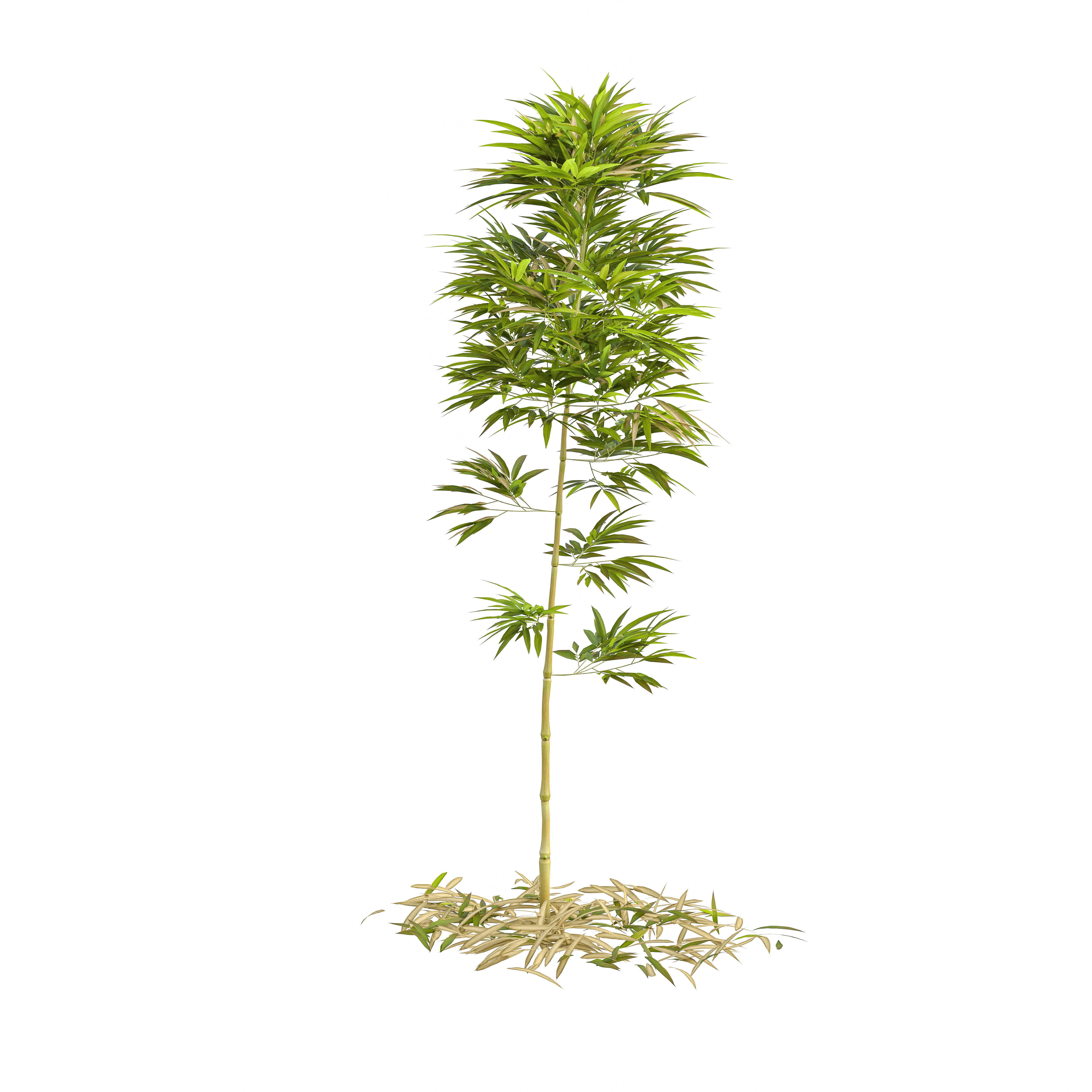Bamboo Phyllostachys Aurea 2m 3D model_9