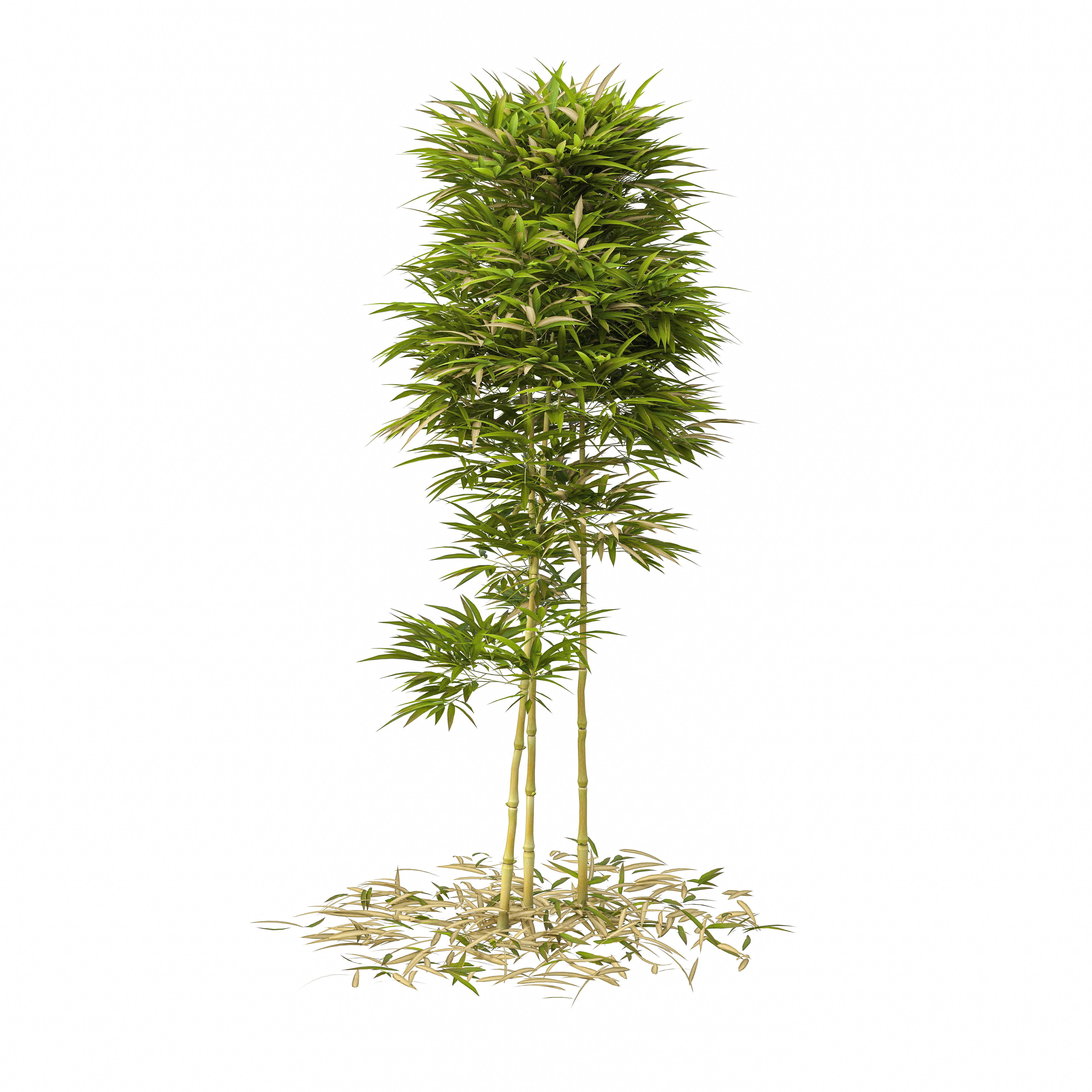 Bamboo Phyllostachys Aurea 2m 3D model_25