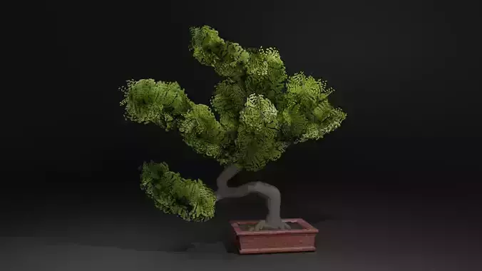 Bonsai Tree