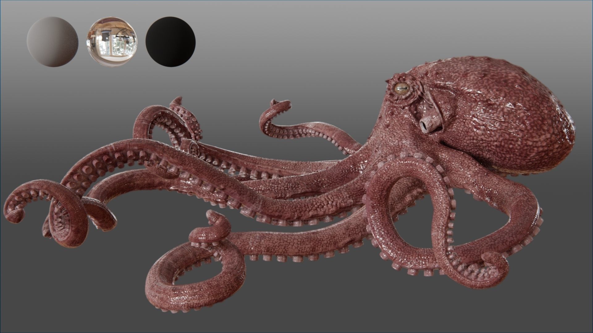 giant pacific octopus Low-poly 3D model_5