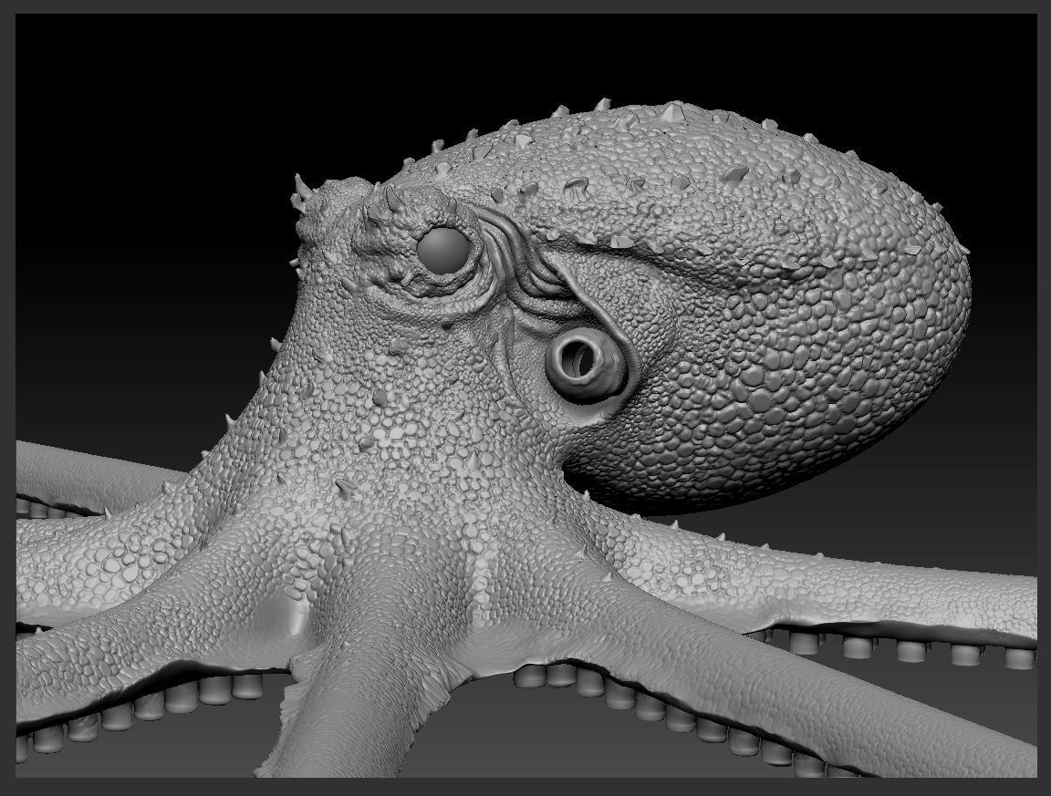 giant pacific octopus Low-poly 3D model_8