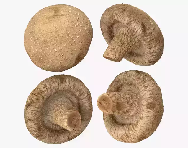 Shiitake Mushroom 1 3D model