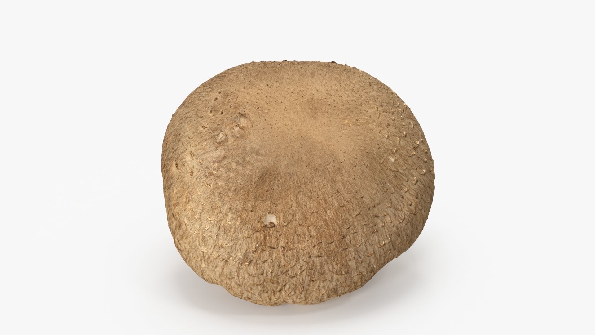 Shiitake Mushroom 2 3D model_3