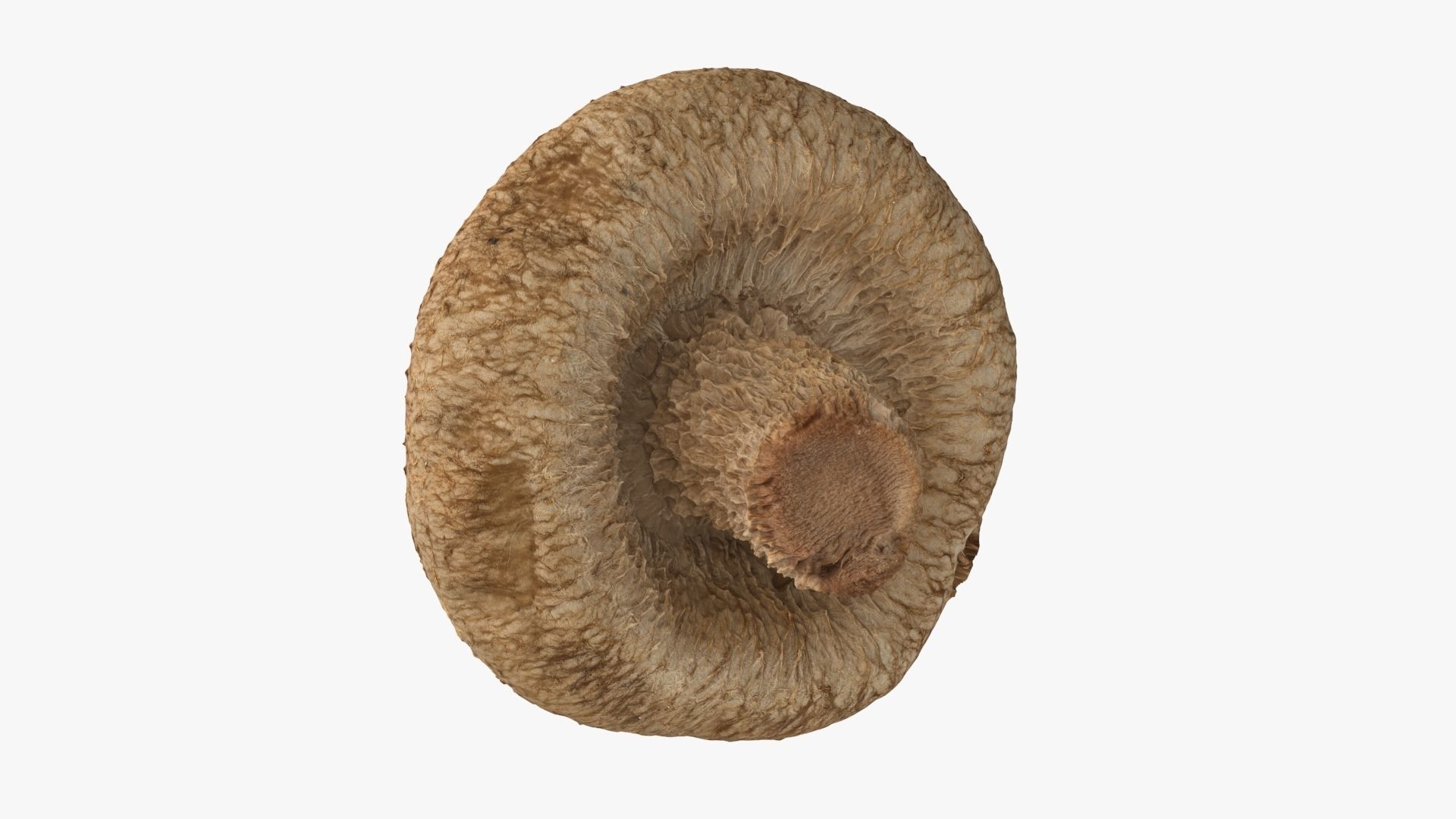 Shiitake Mushroom 2 3D model_11
