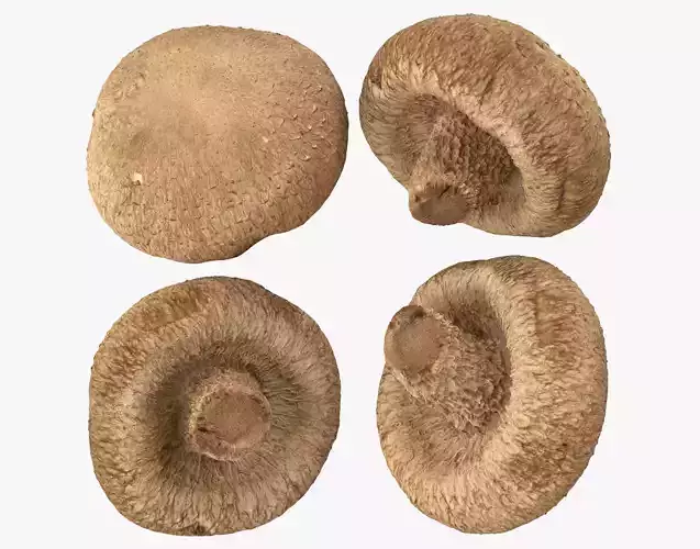 Shiitake Mushroom 2 3D model