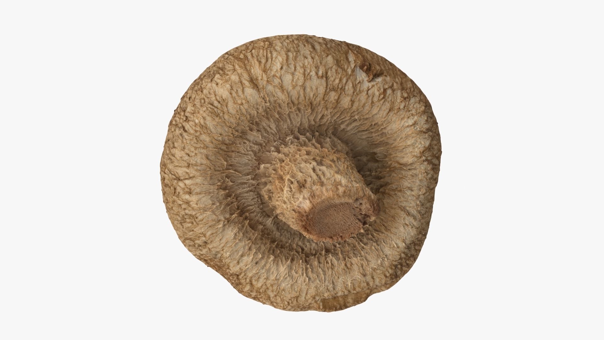 Shiitake Mushroom 2 3D model_10