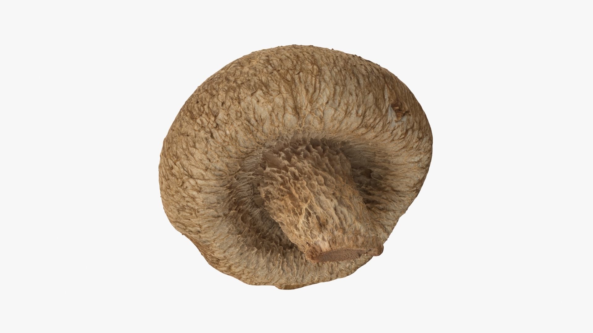 Shiitake Mushroom 2 3D model_9