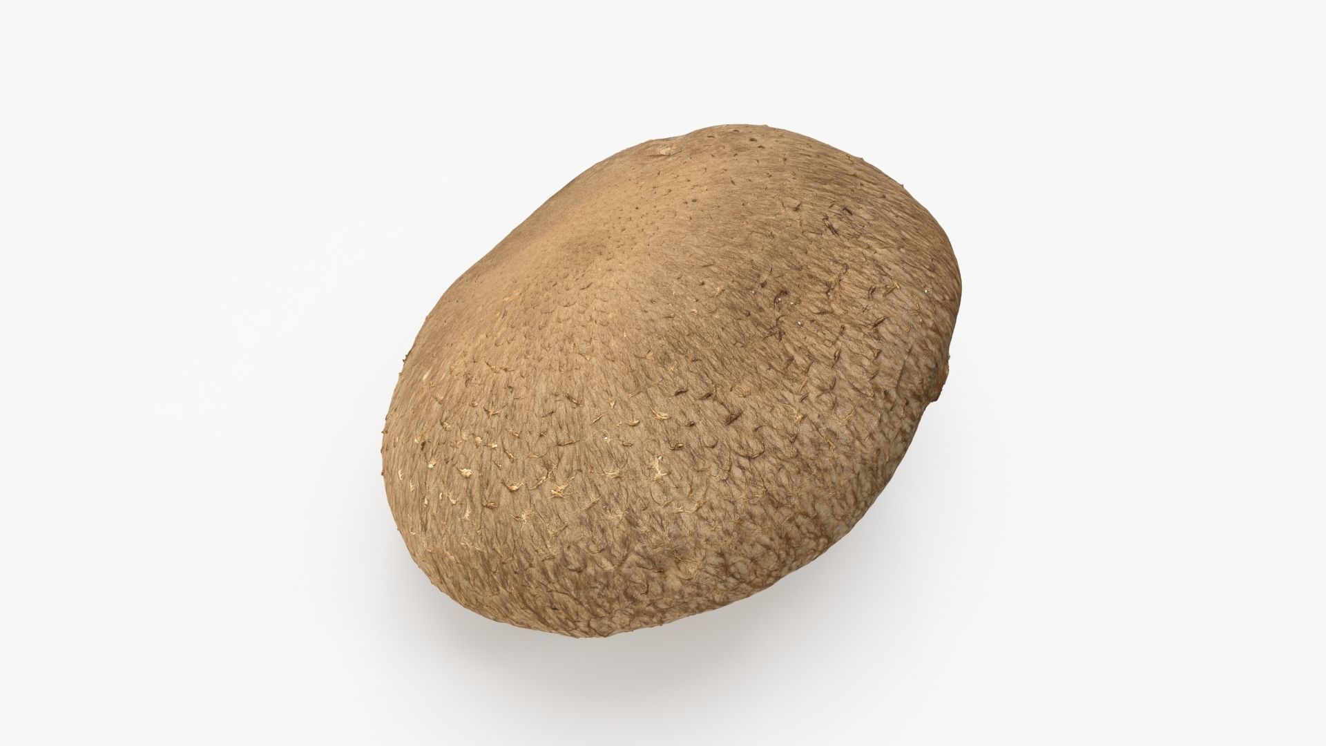Shiitake Mushroom 2 3D model_2