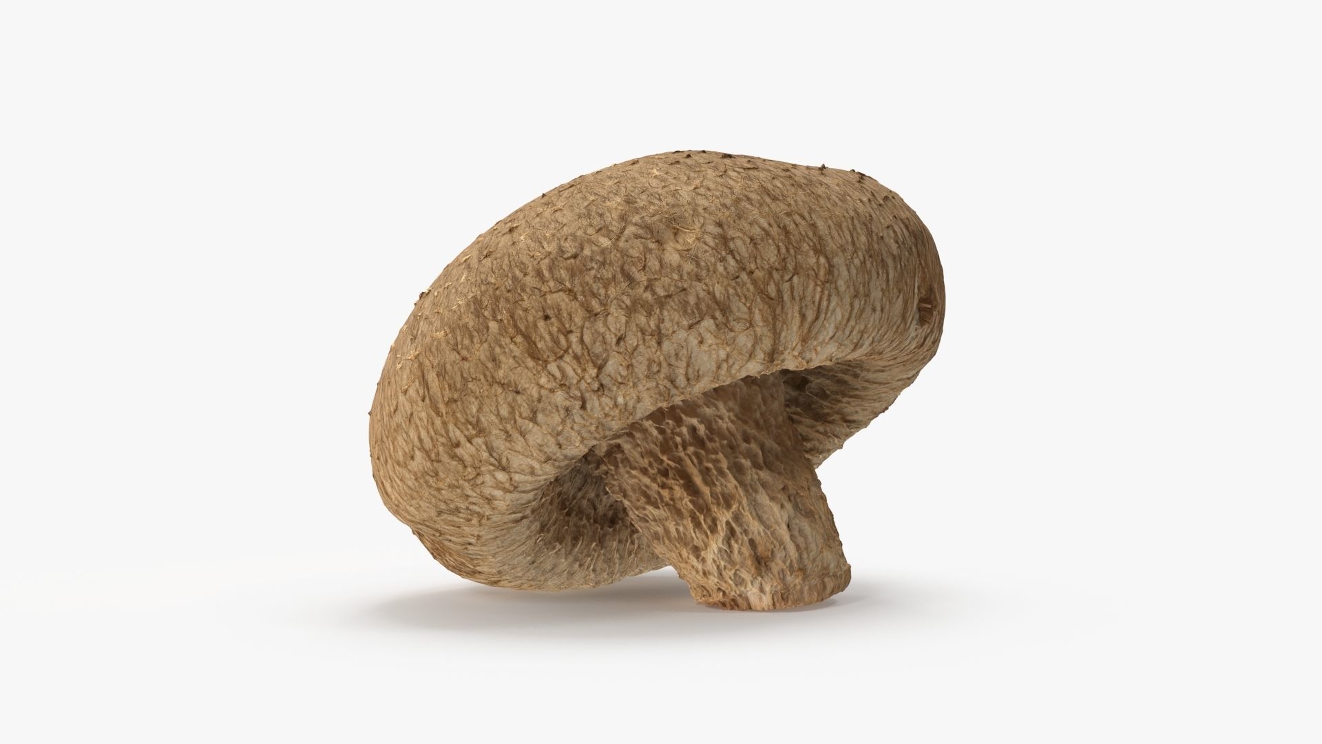 Shiitake Mushroom 2 3D model_6
