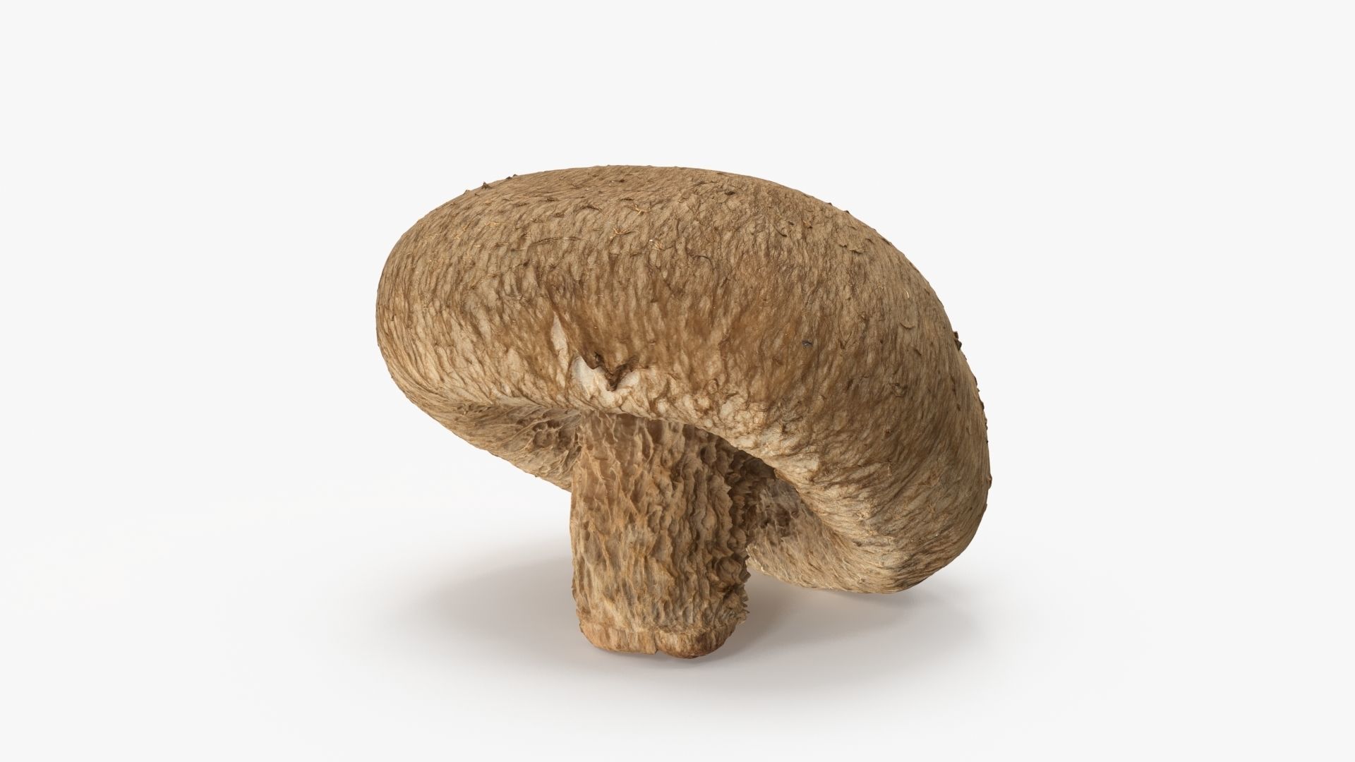 Shiitake Mushroom 2 3D model_4