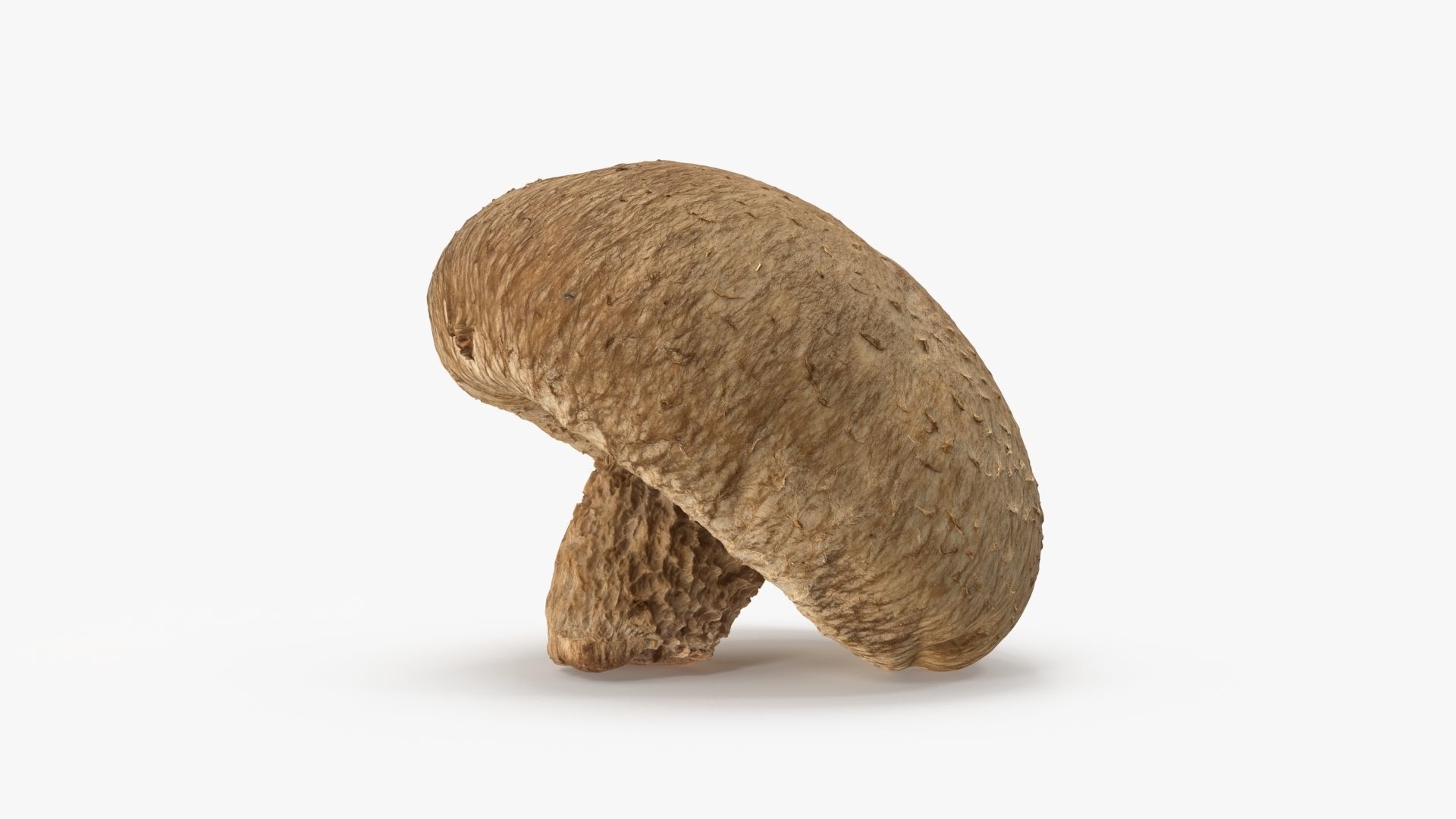Shiitake Mushroom 2 3D model_7