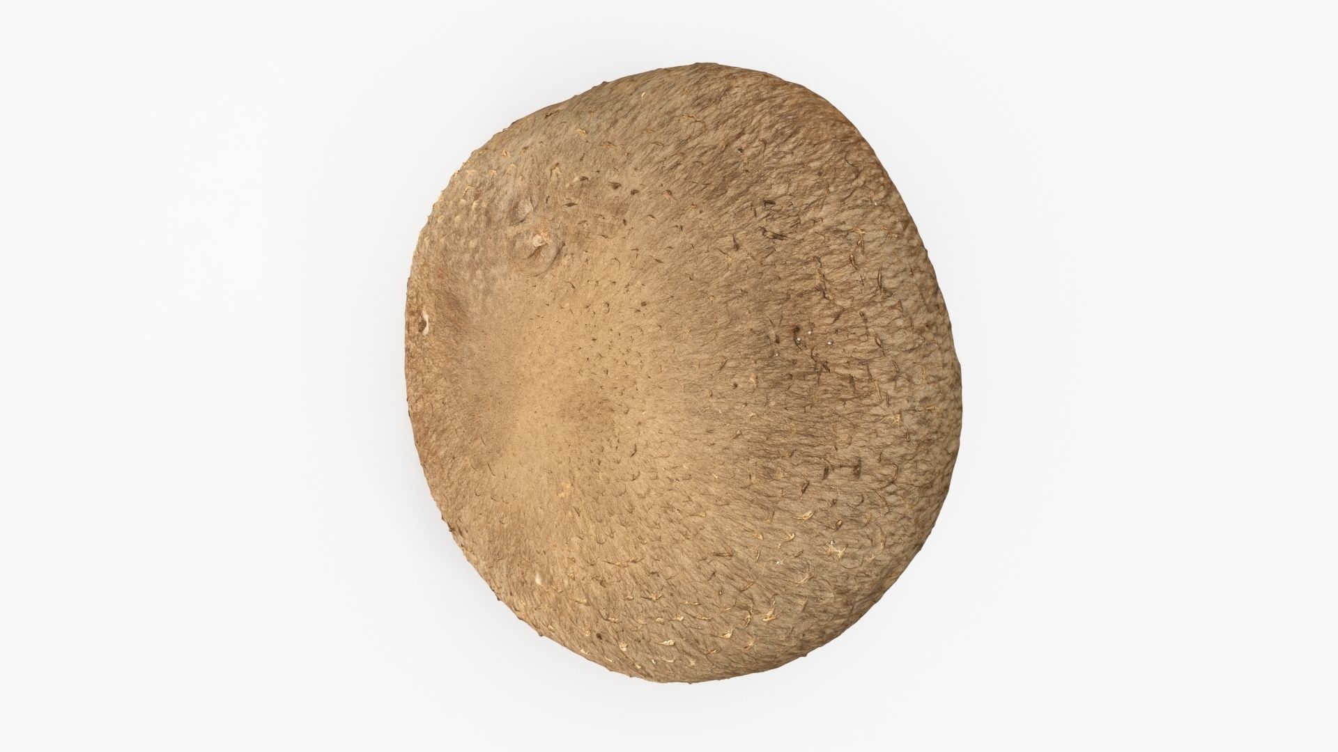 Shiitake Mushroom 2 3D model_1