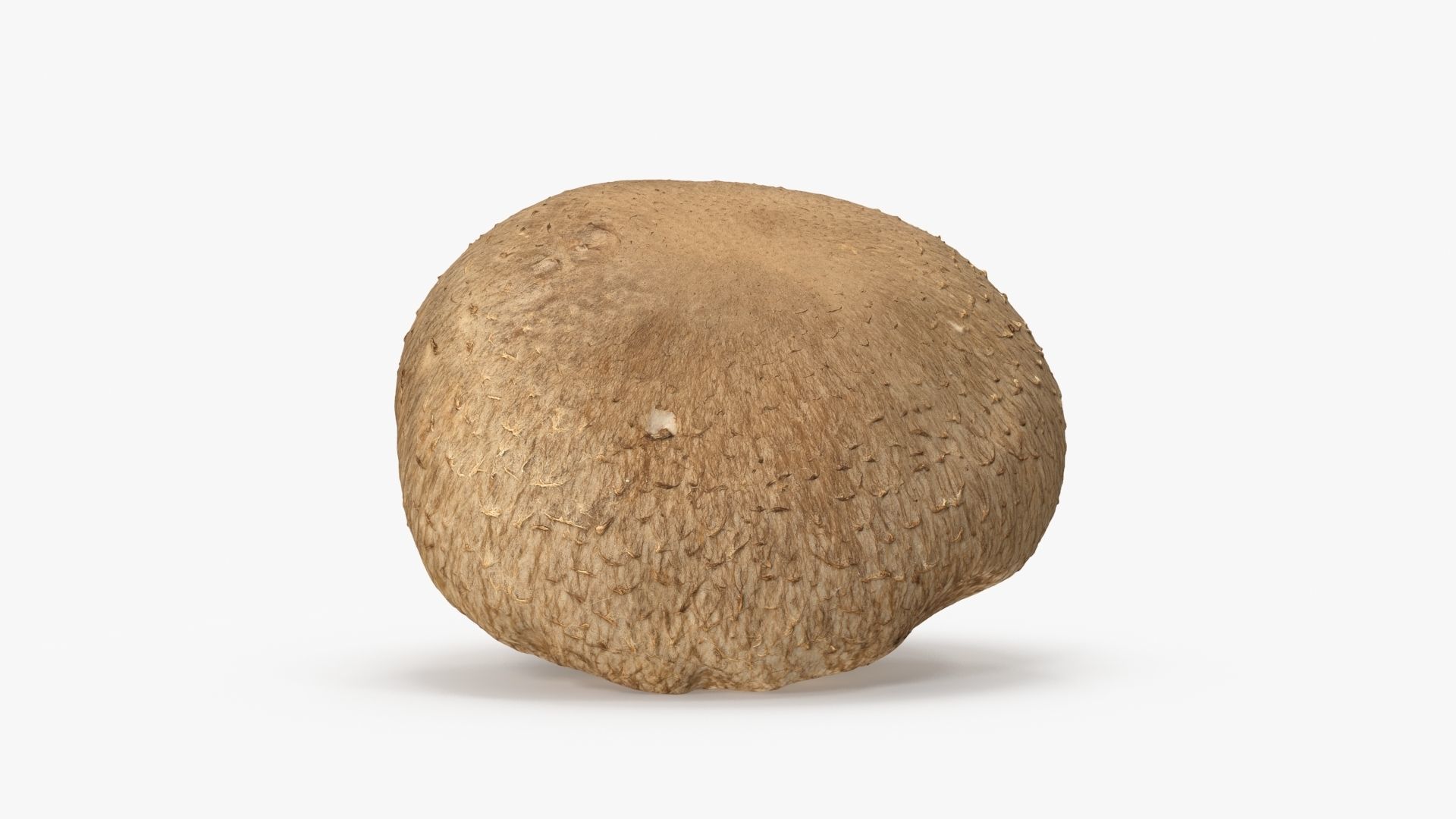 Shiitake Mushroom 2 3D model_8