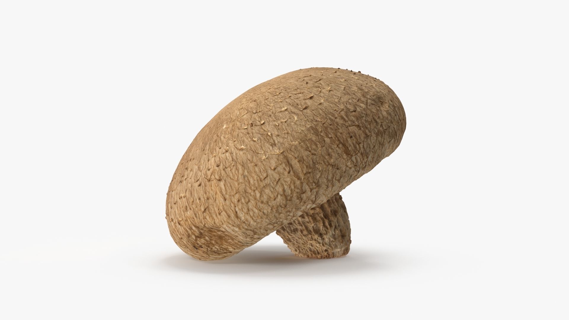 Shiitake Mushroom 2 3D model_5