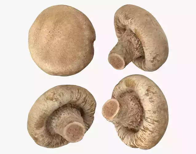 Shiitake Mushroom 3 3D model