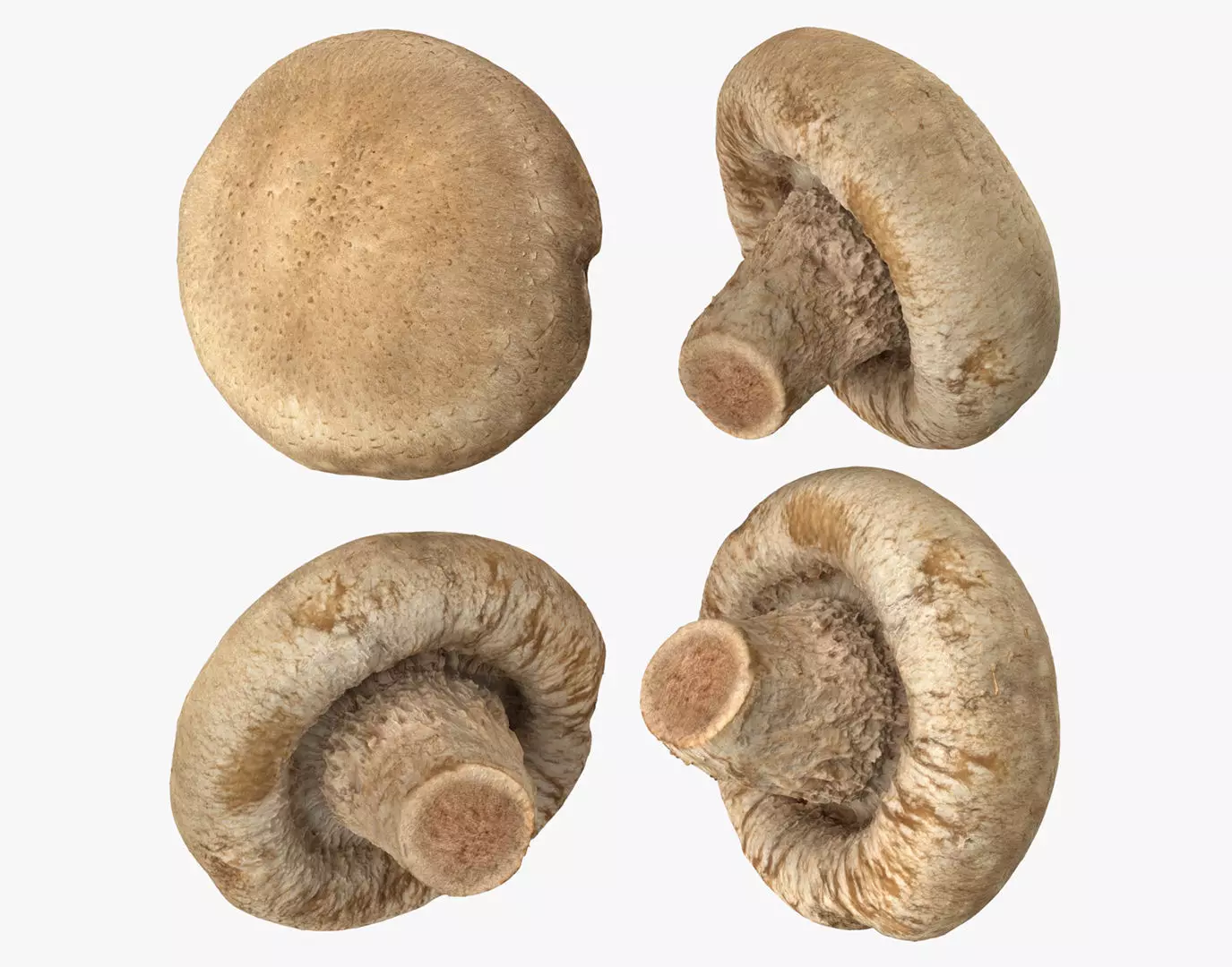 Shiitake Mushroom 3 3D model_0