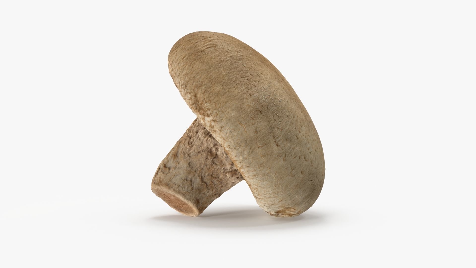 Shiitake Mushroom 3 3D model_7