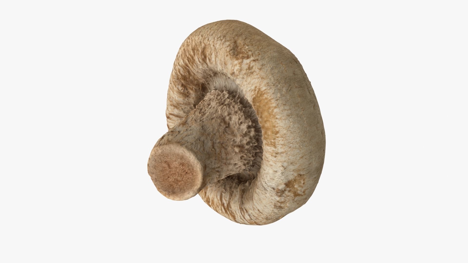 Shiitake Mushroom 3 3D model_10