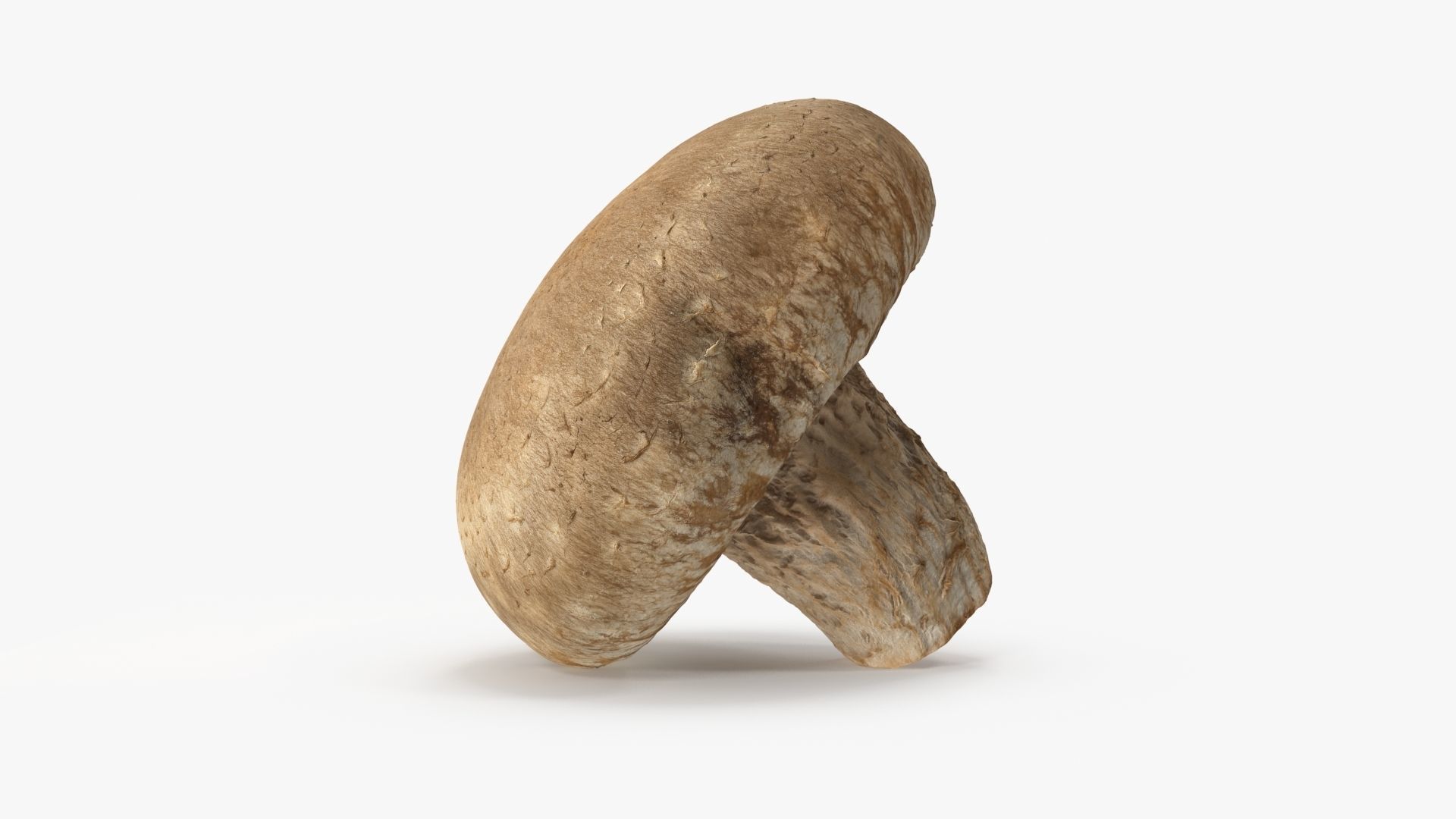 Shiitake Mushroom 3 3D model_5