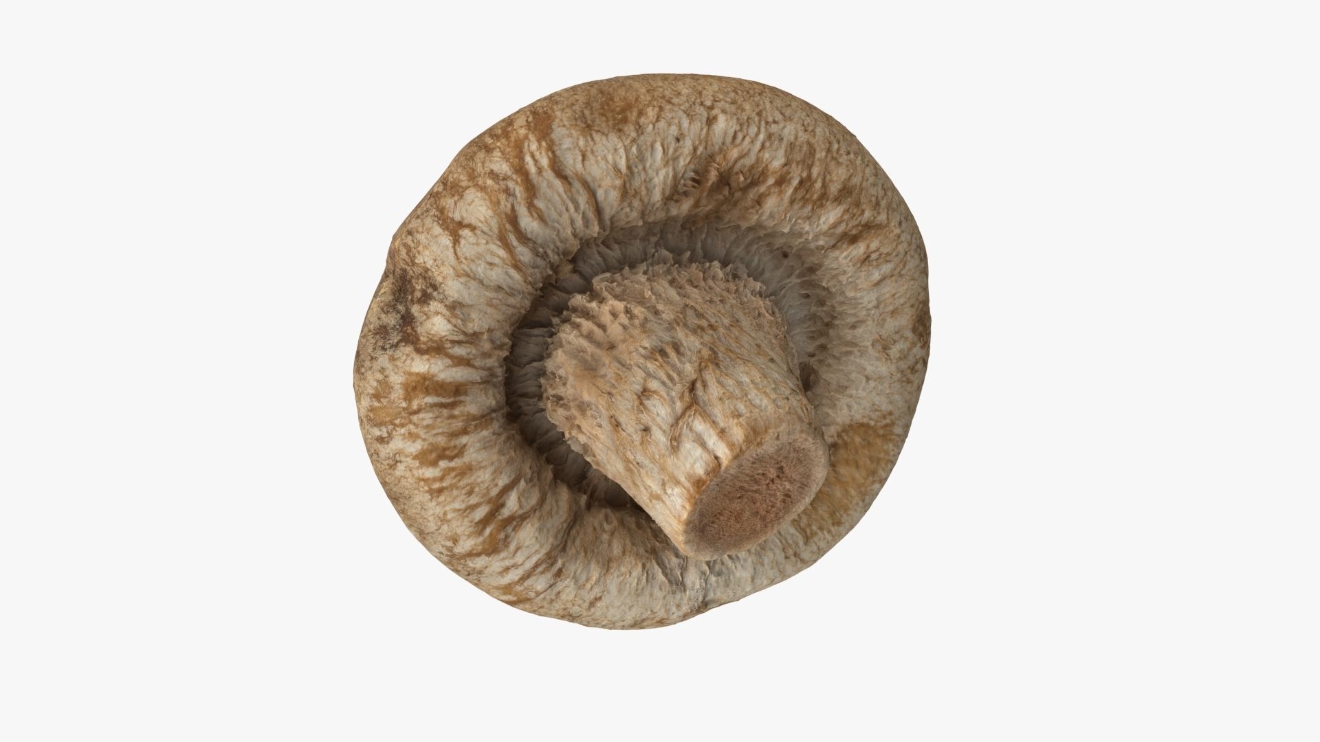 Shiitake Mushroom 3 3D model_9