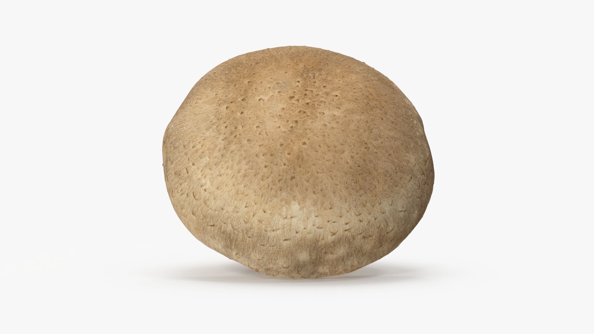 Shiitake Mushroom 3 3D model_8